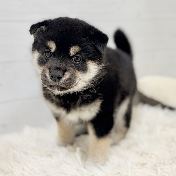 愛知県の柴犬(標準サイズ) (犬の家＆猫の里豊田店/2026年2月16日生まれ/男の子/黒)の子犬の1枚目の画像