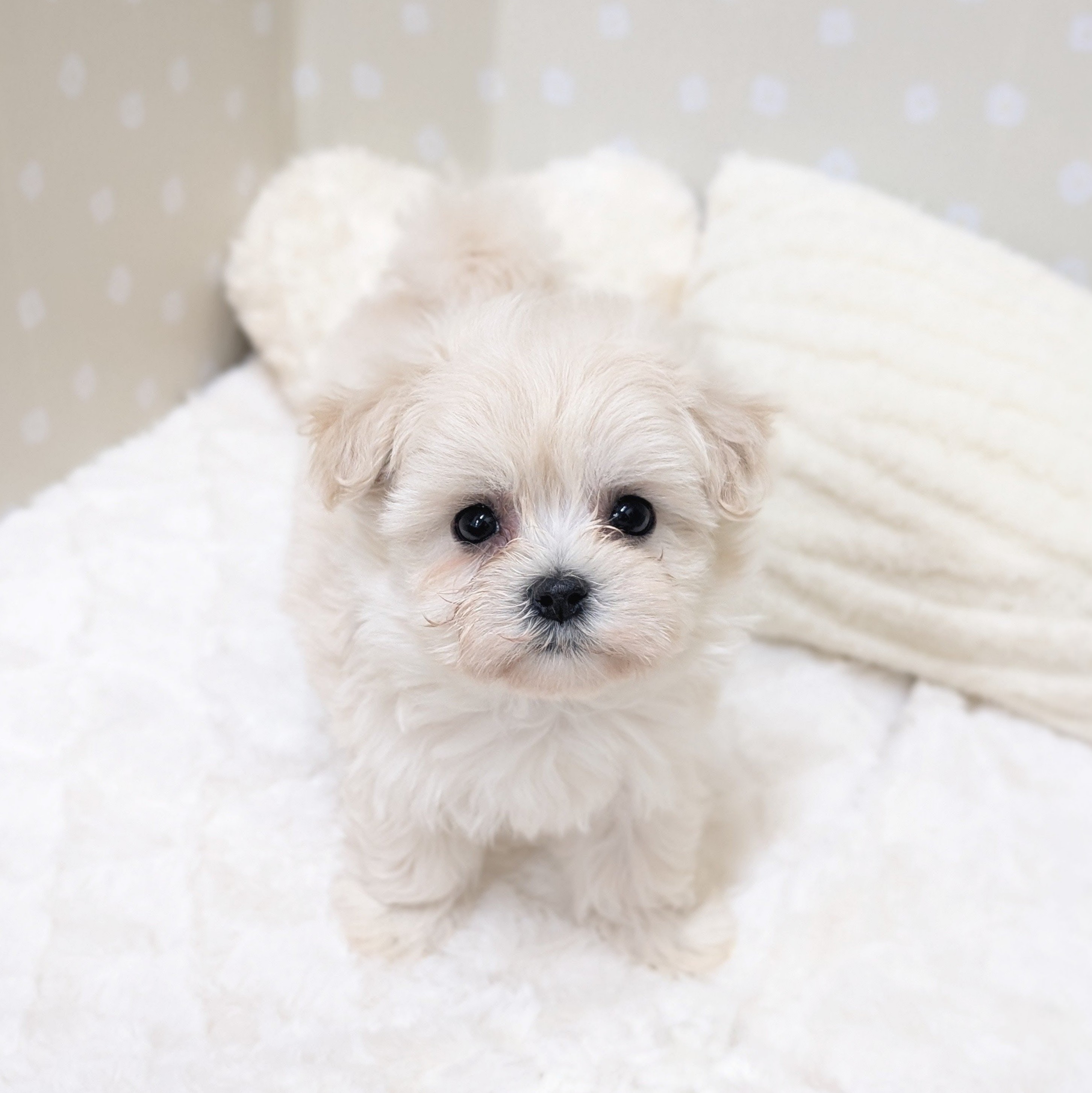 愛知県のハーフ犬・ミックス犬 (犬の家＆猫の里安城店/2026年2月16日生まれ/女の子/クリームホワイト)の子犬の1枚目の画像