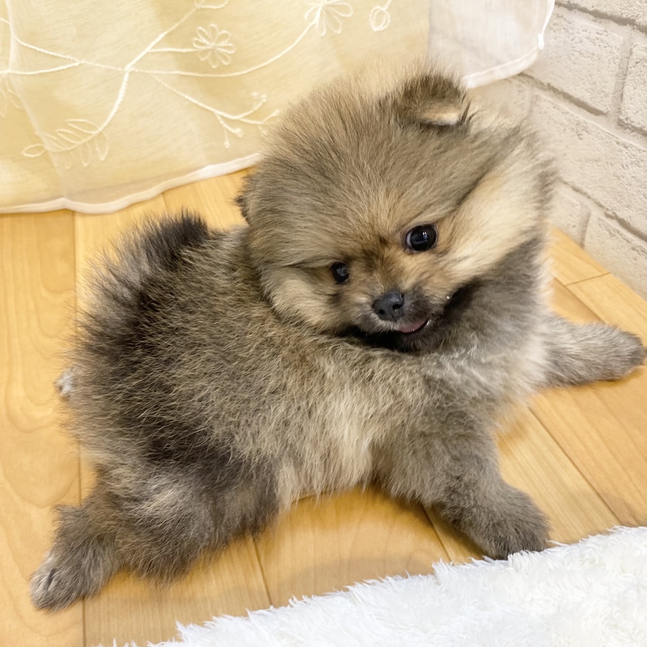 ポメラニアン女の子の写真