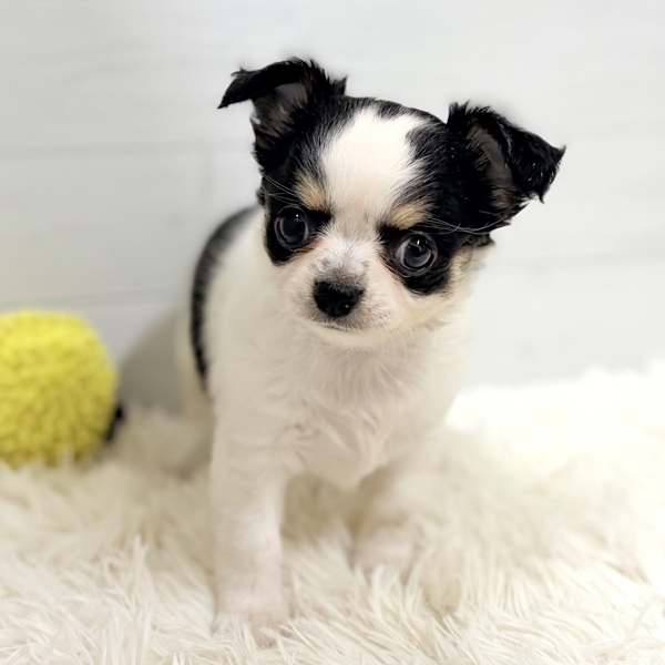 愛知県のチワワ(ロング) (犬の家＆猫の里豊田店/2026年2月16日生まれ/女の子/ホワイトブラックタン)の子犬の2枚目の画像