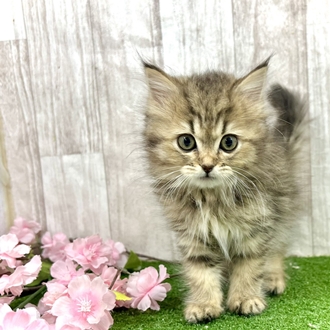 神奈川県のミヌエット (犬の家＆猫の里小田原店/2026年2月14日生まれ/女の子/ブラウンタビー)の子猫の1枚目の画像