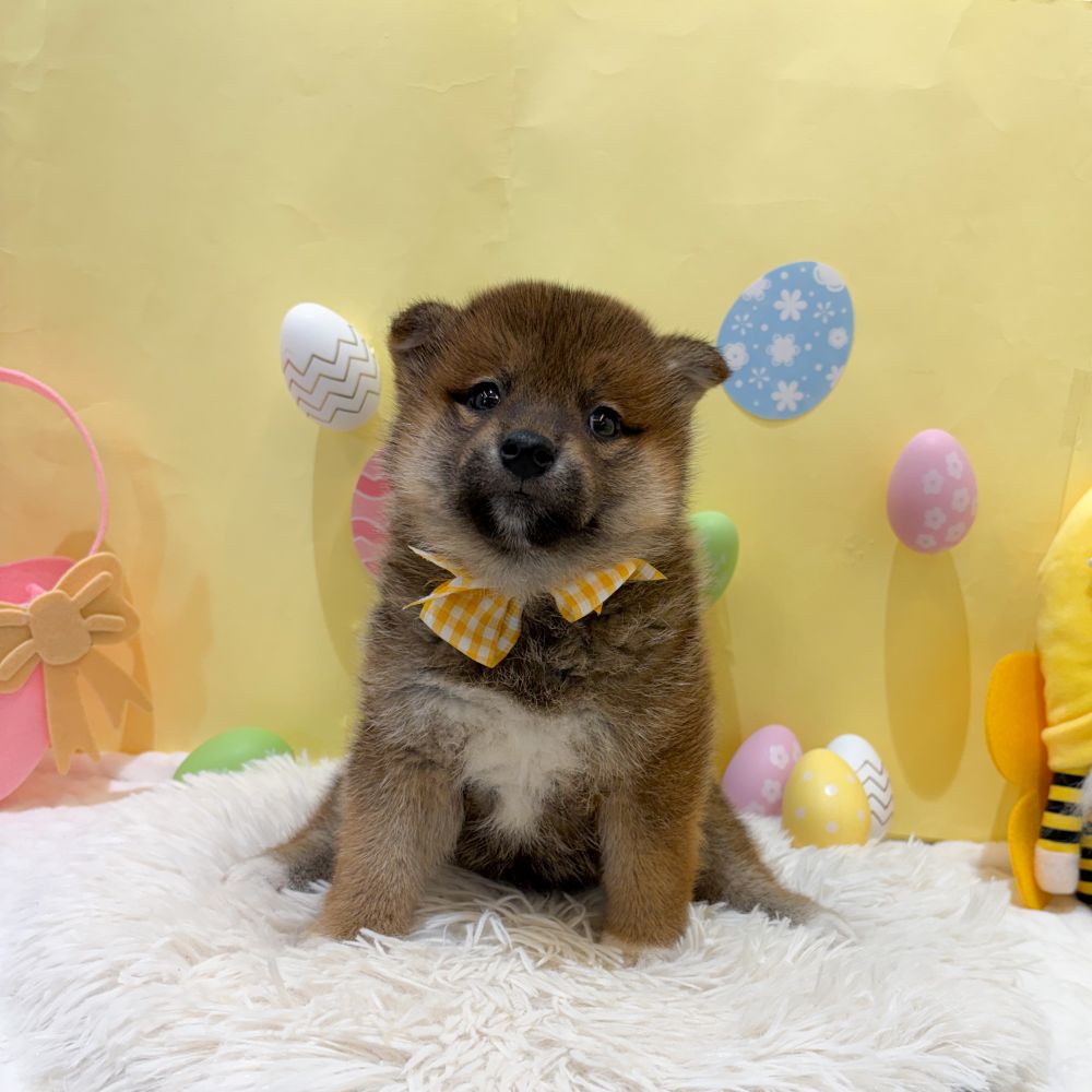 静岡県の柴犬(標準サイズ) (犬の家＆猫の里富士店/2026年2月16日生まれ/男の子/赤)の子犬の1枚目の画像