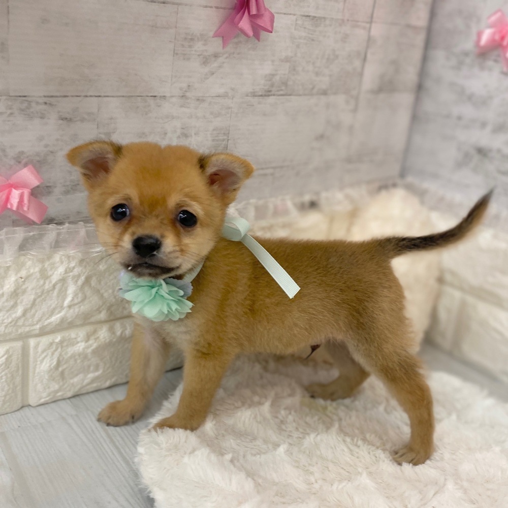 静岡県のチワ柴/柴チワ/チワシバ(チワワ×柴) (犬の家＆猫の里プレ葉ウォーク浜北店/2026年2月16日生まれ/男の子/赤)の子犬の1枚目の画像