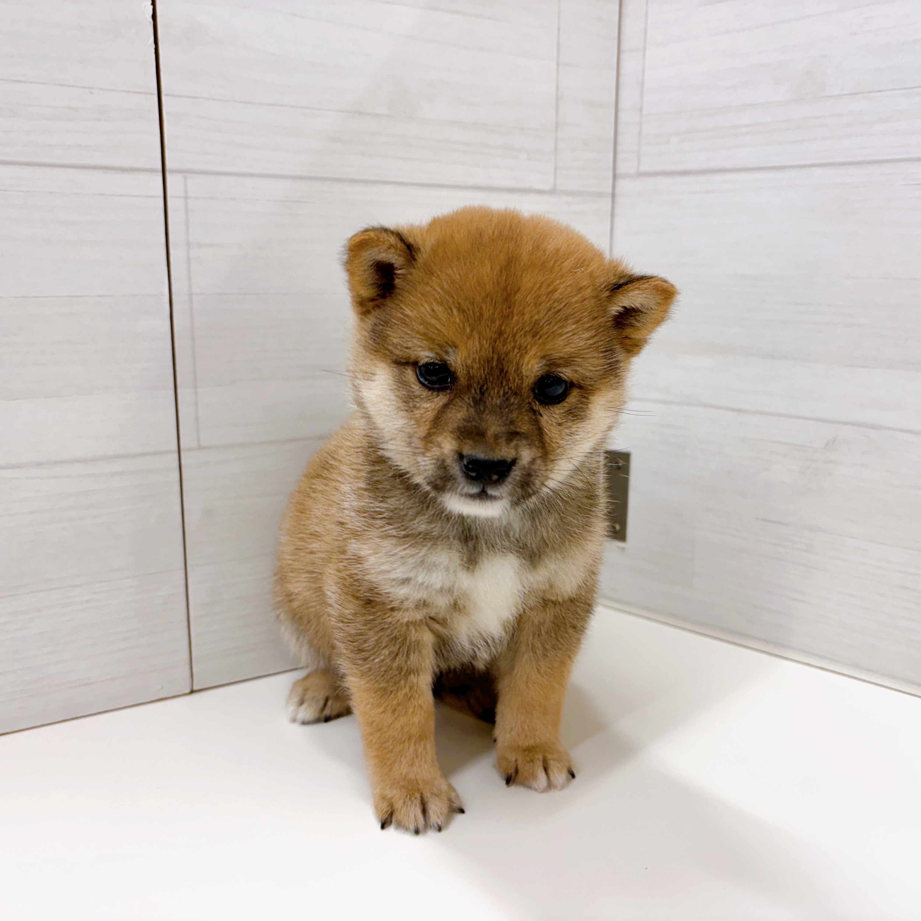 石川県の豆柴 (犬の家＆猫の里アミーゴ金沢おこばた店/2026年2月16日生まれ/男の子/赤)の子犬の2枚目の画像