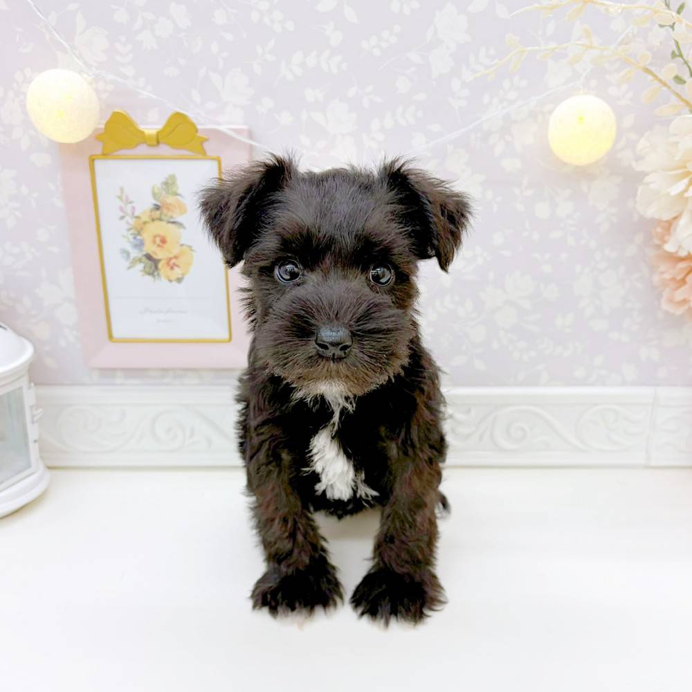 ミニチュアシュナウザー女の子の写真