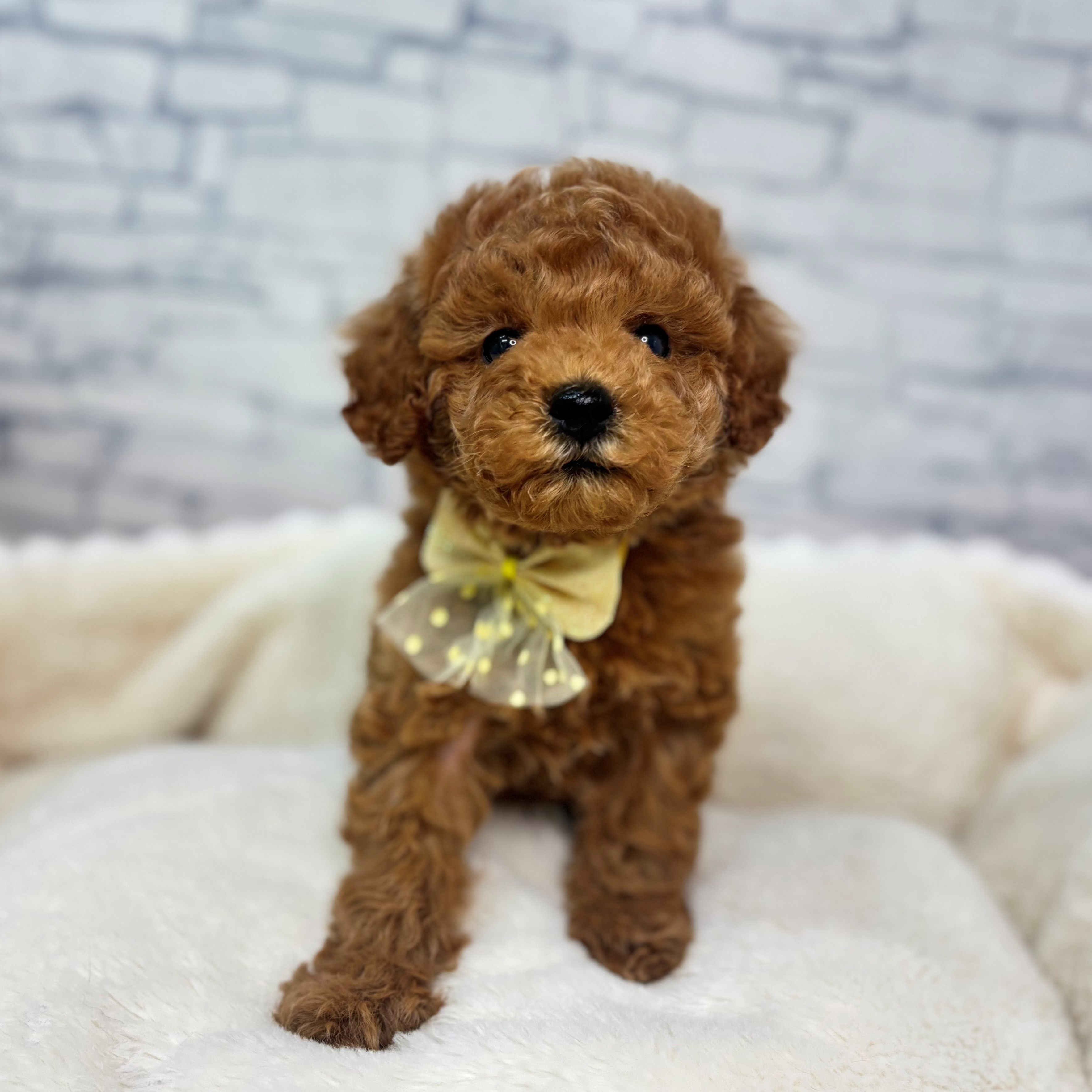 長野県のトイプードル(トイ) (犬の家＆猫の里長野店/2026年2月14日生まれ/男の子/レッド)の子犬の2枚目の画像