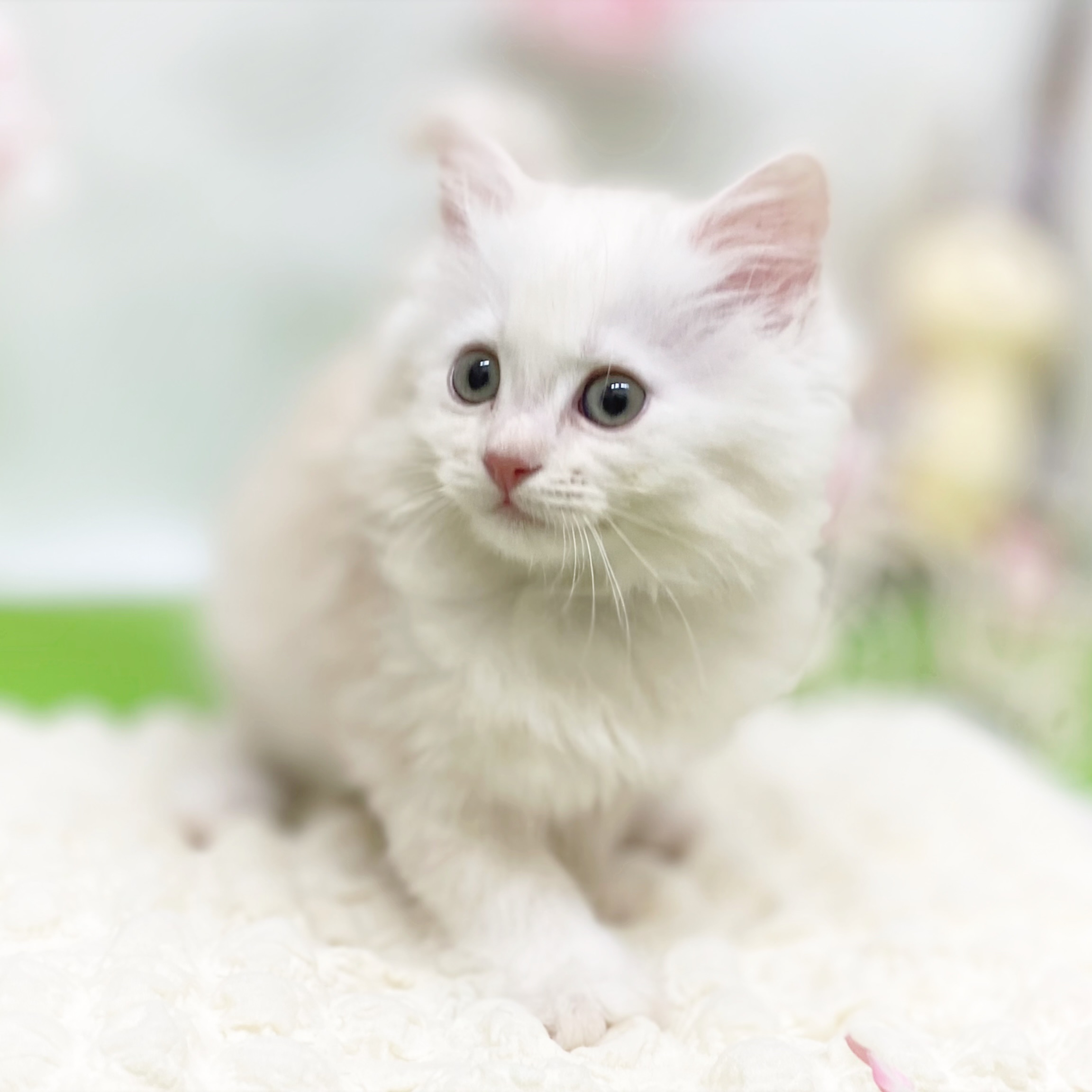 静岡県のサイベリアン (犬の家＆猫の里藤枝店/2026年2月15日生まれ/女の子/クリームタビー)の子猫の2枚目の画像