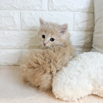 東京都のサイベリアン (犬の家＆猫の里新宿店/2026年2月15日生まれ/男の子/クリームタビー)の子猫の2枚目の画像