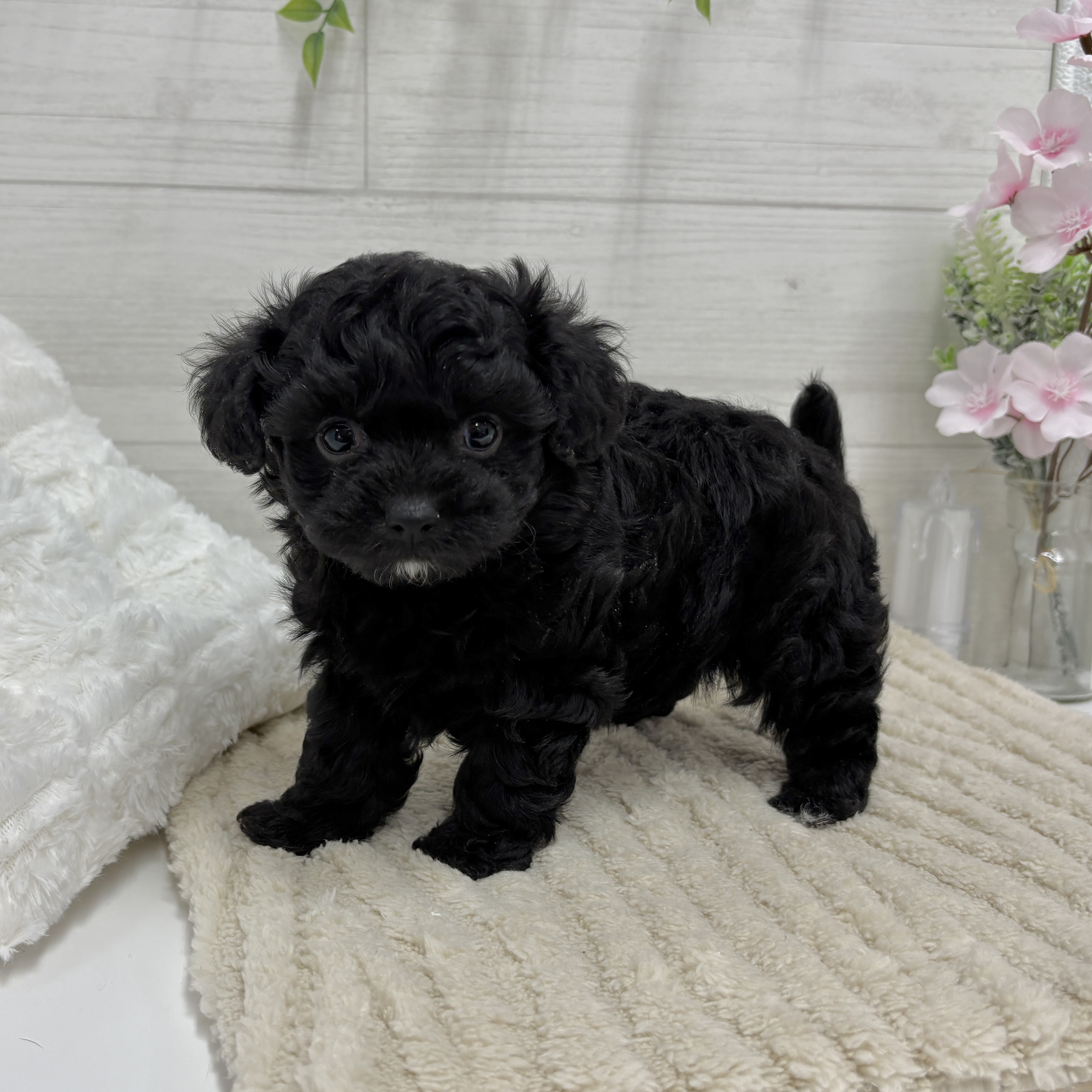 神奈川県のチワプー/プーチー(チワワ×プードル) (犬の家＆猫の里相模原店/2026年2月15日生まれ/男の子/ブラック)の子犬の2枚目の画像