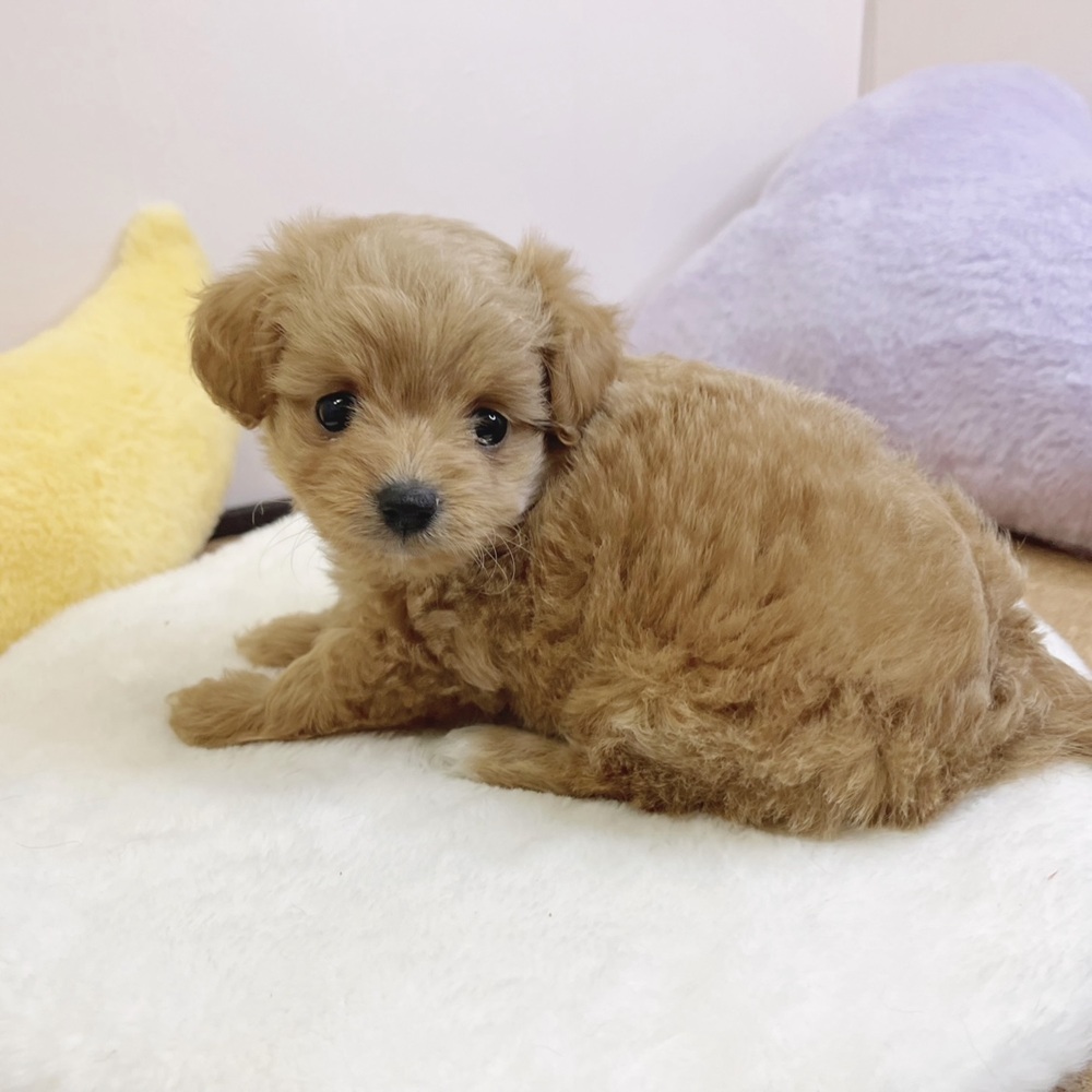 静岡県のチワプー/プーチー(チワワ×プードル) (犬の家＆猫の里マークイズ静岡店/2026年2月15日生まれ/女の子/アプリコット)の子犬の2枚目の画像