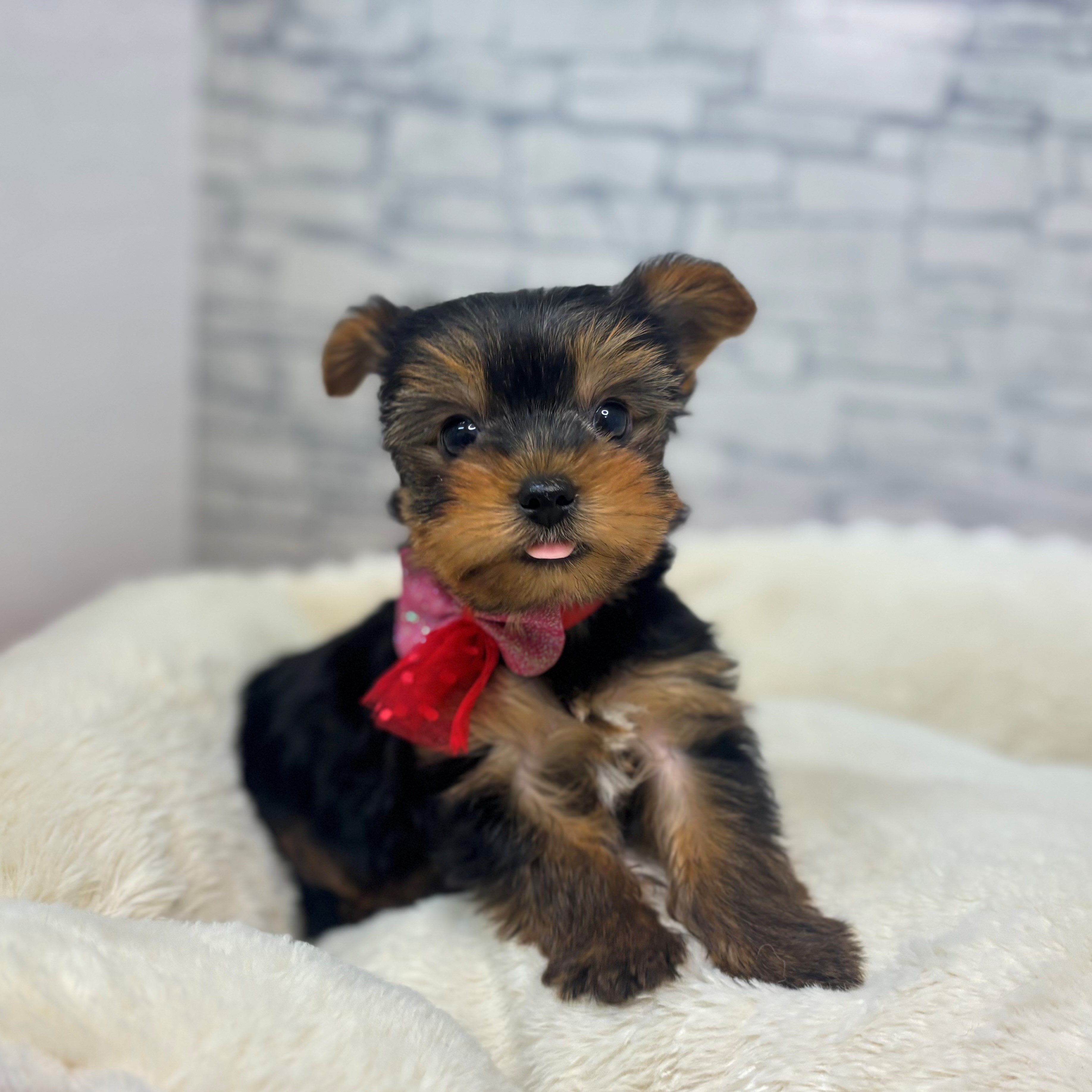 長野県のヨークシャーテリア (犬の家＆猫の里長野店/2026年2月16日生まれ/男の子/スチールブルータン)の子犬の2枚目の画像