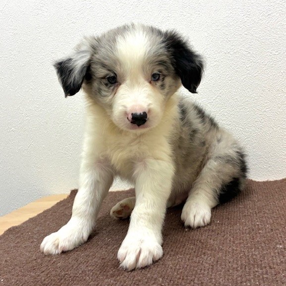 福岡県のボーダーコリー (犬の家＆猫の里トリアス久山店/2026年2月16日生まれ/男の子/ブルーマール)の子犬の2枚目の画像