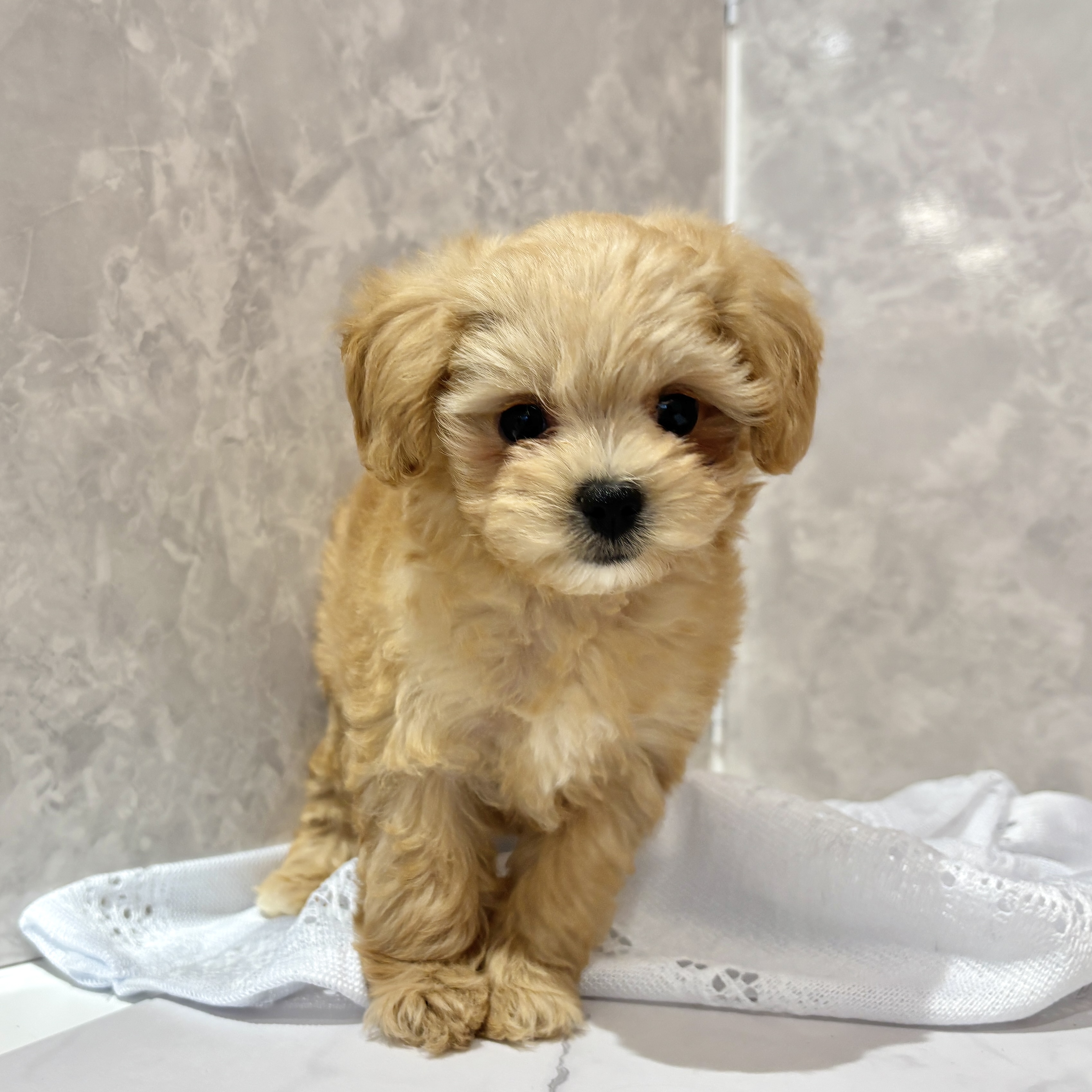 福岡県のマルプー(マルチーズ×プードル) (犬の家＆猫の里くりえいと宗像店/2026年2月11日生まれ/女の子/クリーム)の子犬の2枚目の画像