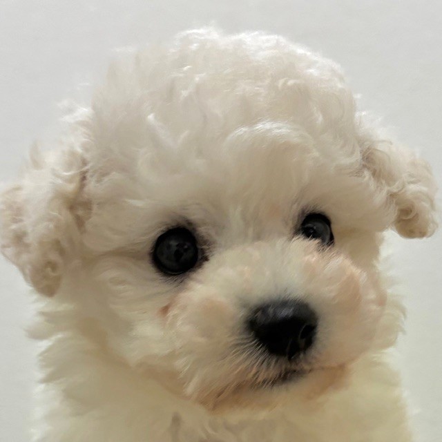 福岡県のビションプー(ビションフリーゼ×プードル) (犬の家＆猫の里トリアス久山店/2026年2月14日生まれ/男の子/ホワイト)の子犬の1枚目の画像