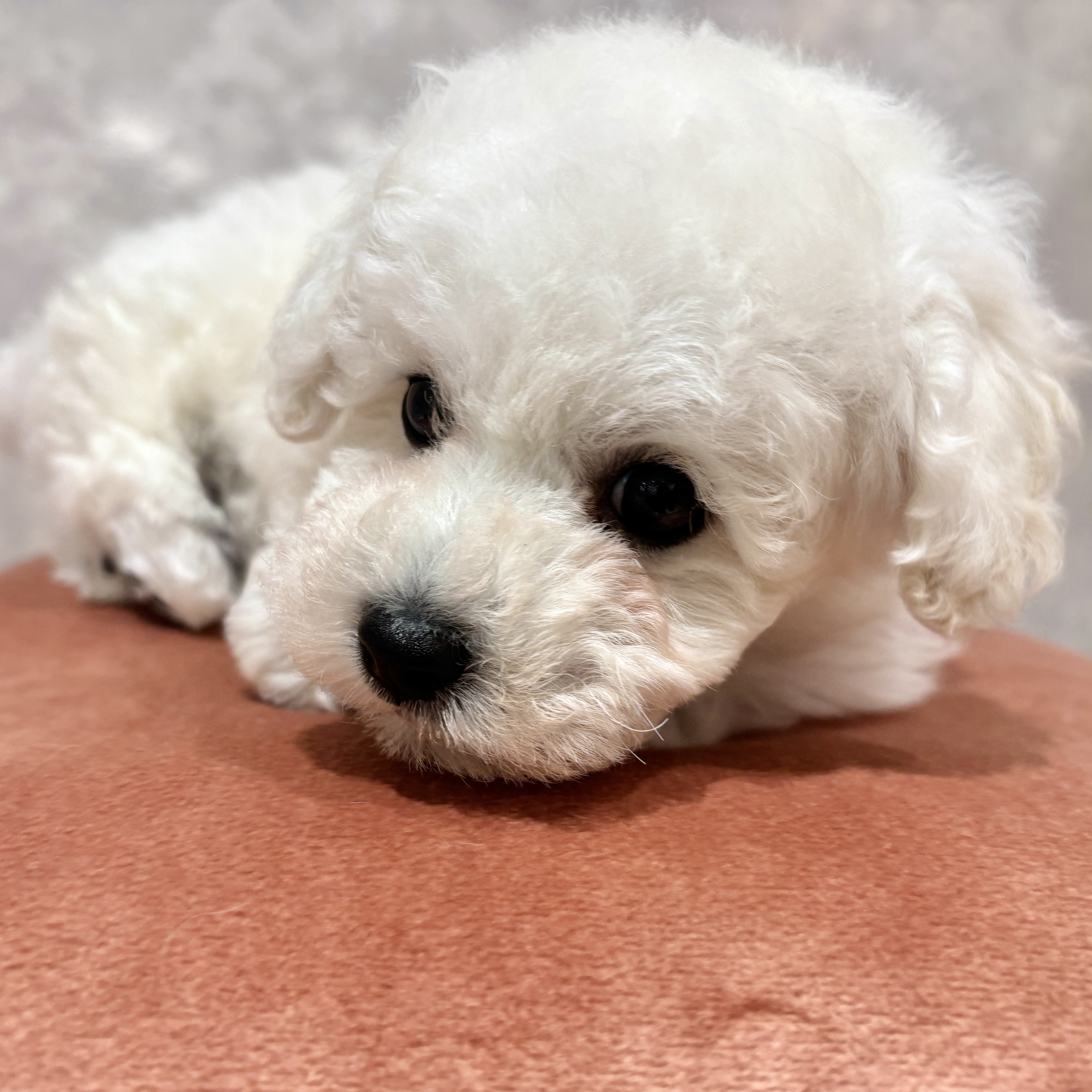 福岡県のビションプー(ビションフリーゼ×プードル) (犬の家＆猫の里くりえいと宗像店/2026年2月14日生まれ/男の子/ホワイト)の子犬の2枚目の画像