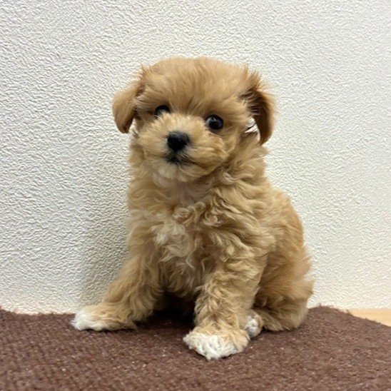 福岡県のマルプー(マルチーズ×プードル) (犬の家＆猫の里トリアス久山店/2026年2月17日生まれ/女の子/クリーム)の子犬の2枚目の画像