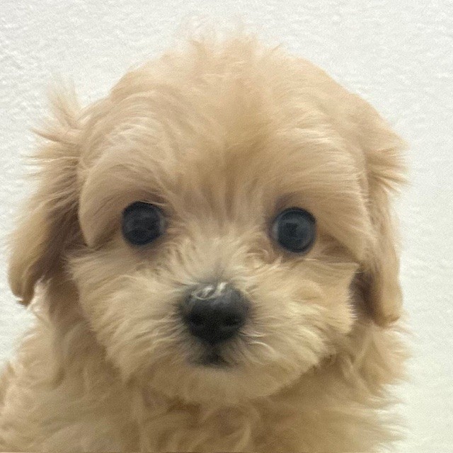 福岡県のマルプー(マルチーズ×プードル) (犬の家＆猫の里トリアス久山店/2026年2月17日生まれ/女の子/クリーム)の子犬の1枚目の画像