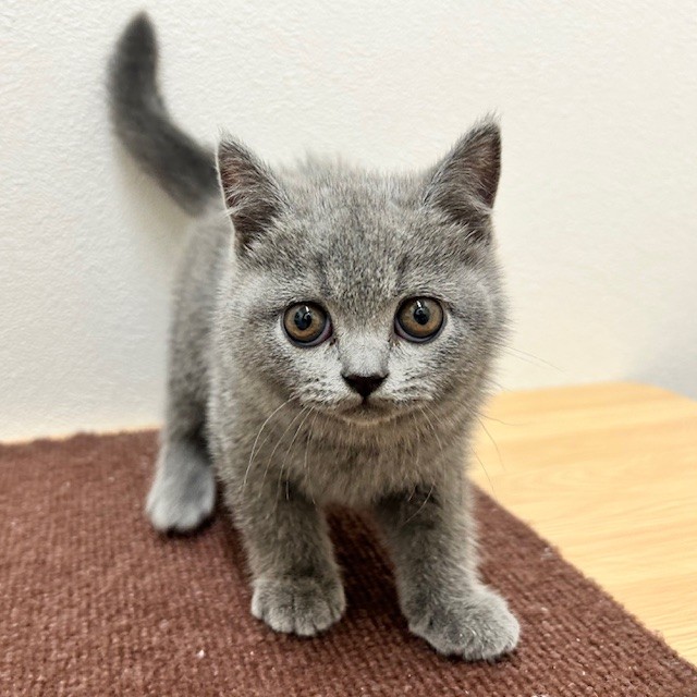 福岡県のブリティッシュショートヘアー (犬の家＆猫の里トリアス久山店/2026年2月14日生まれ/女の子/ブルー)の子猫の2枚目の画像