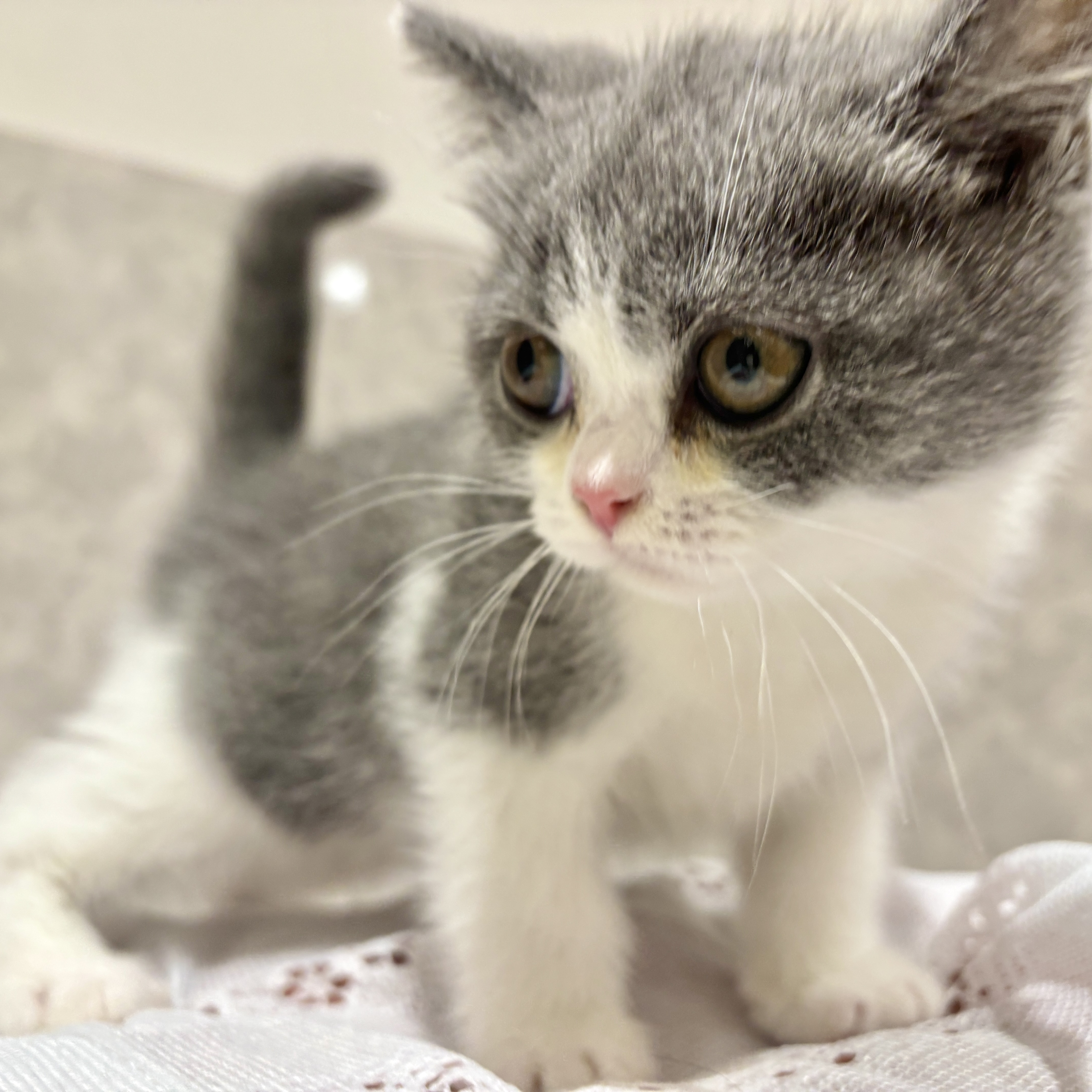 福岡県のブリティッシュショートヘアー (犬の家＆猫の里くりえいと宗像店/2026年2月14日生まれ/男の子/ブルーホワイト)の子猫の2枚目の画像