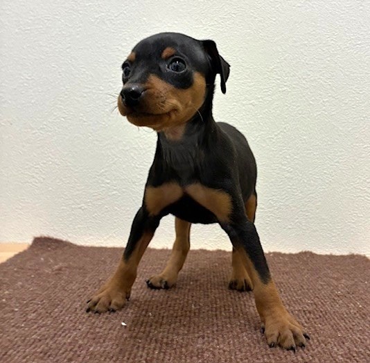 福岡県のミニチュアピンシャー (犬の家＆猫の里トリアス久山店/2026年2月15日生まれ/男の子/ブラックタン)の子犬の2枚目の画像