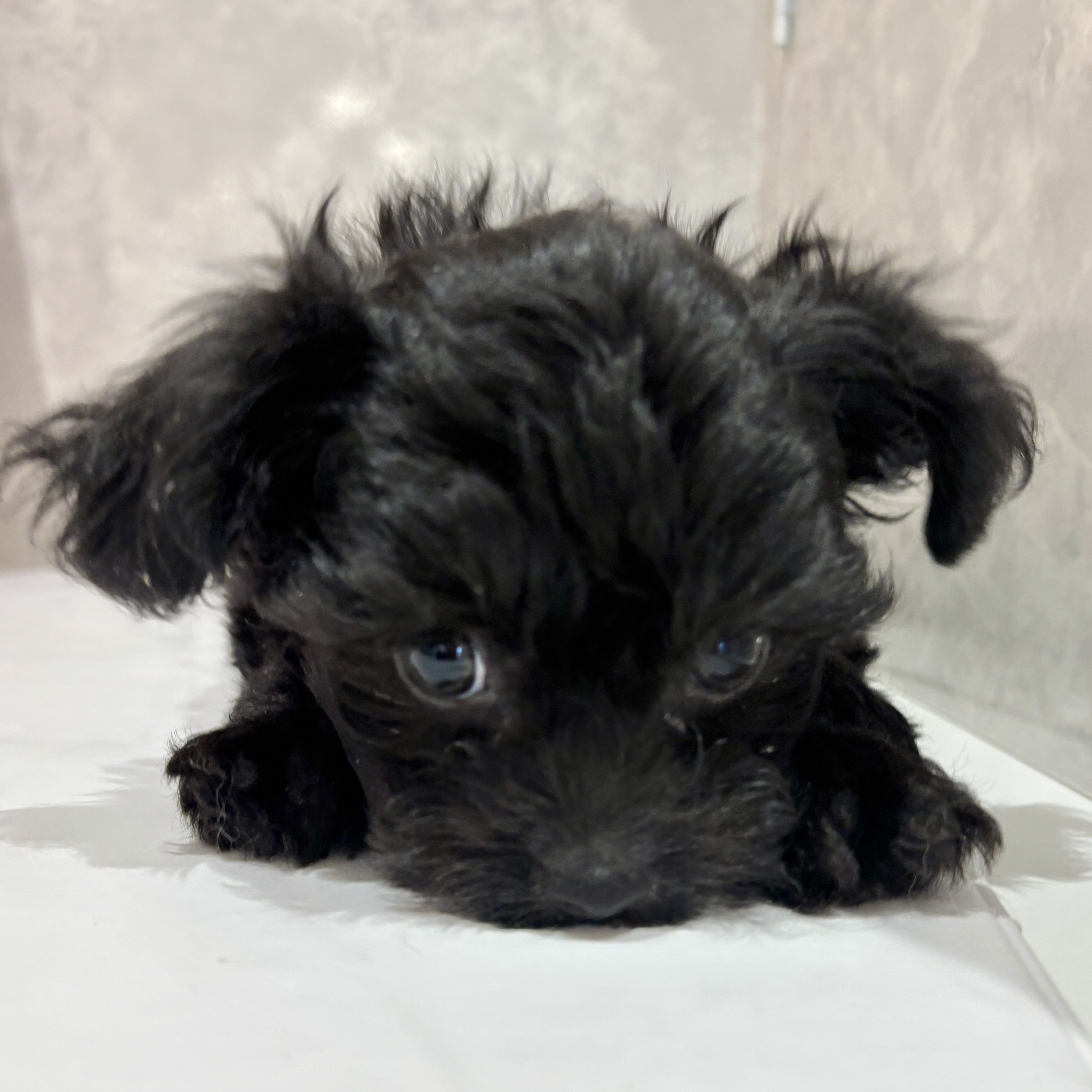 福岡県のチワプー/プーチー(チワワ×プードル) (犬の家＆猫の里くりえいと宗像店/2026年2月16日生まれ/男の子/ブラック)の子犬の2枚目の画像