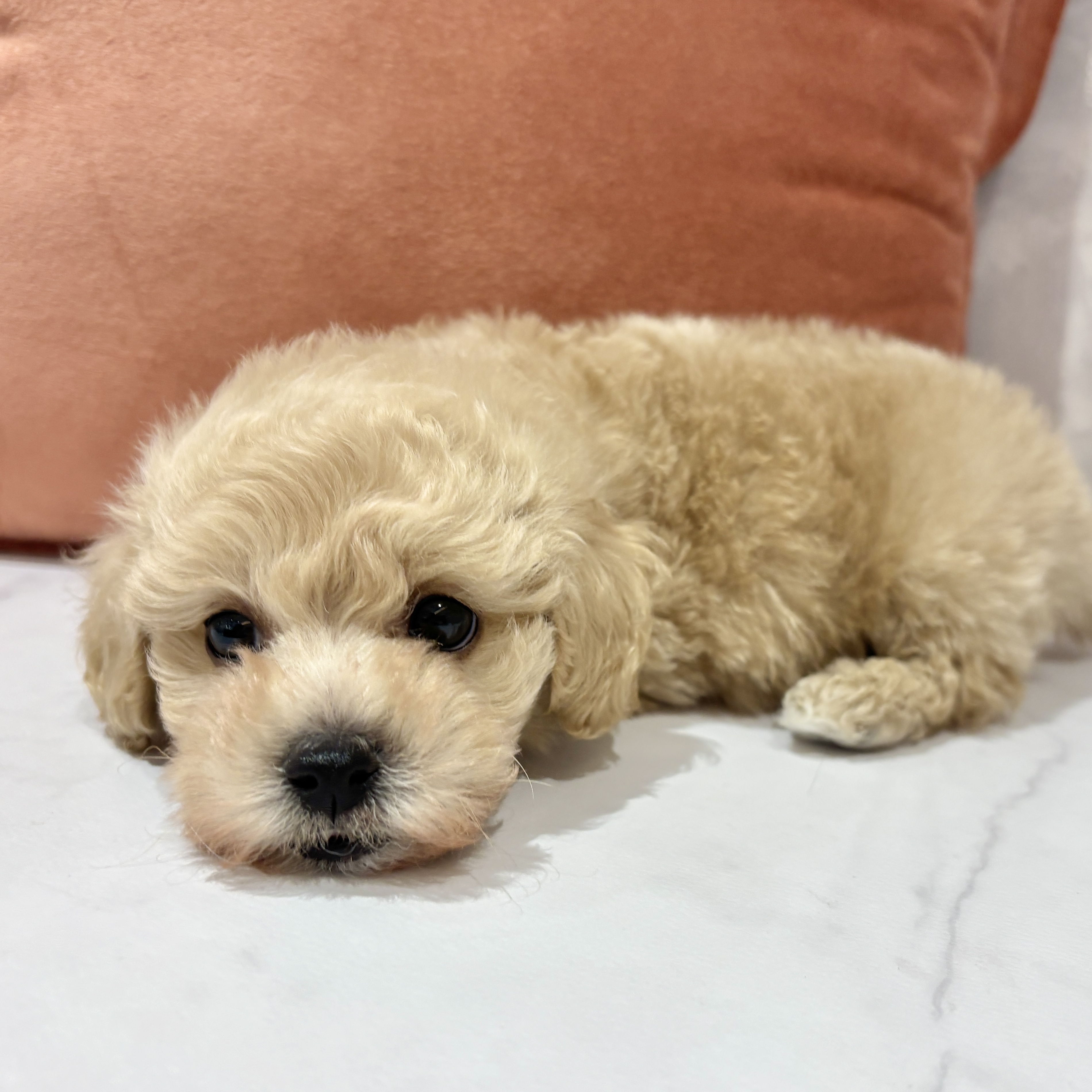 福岡県のトイプードル(トイ) (犬の家＆猫の里くりえいと宗像店/2026年2月15日生まれ/男の子/クリーム)の子犬の2枚目の画像