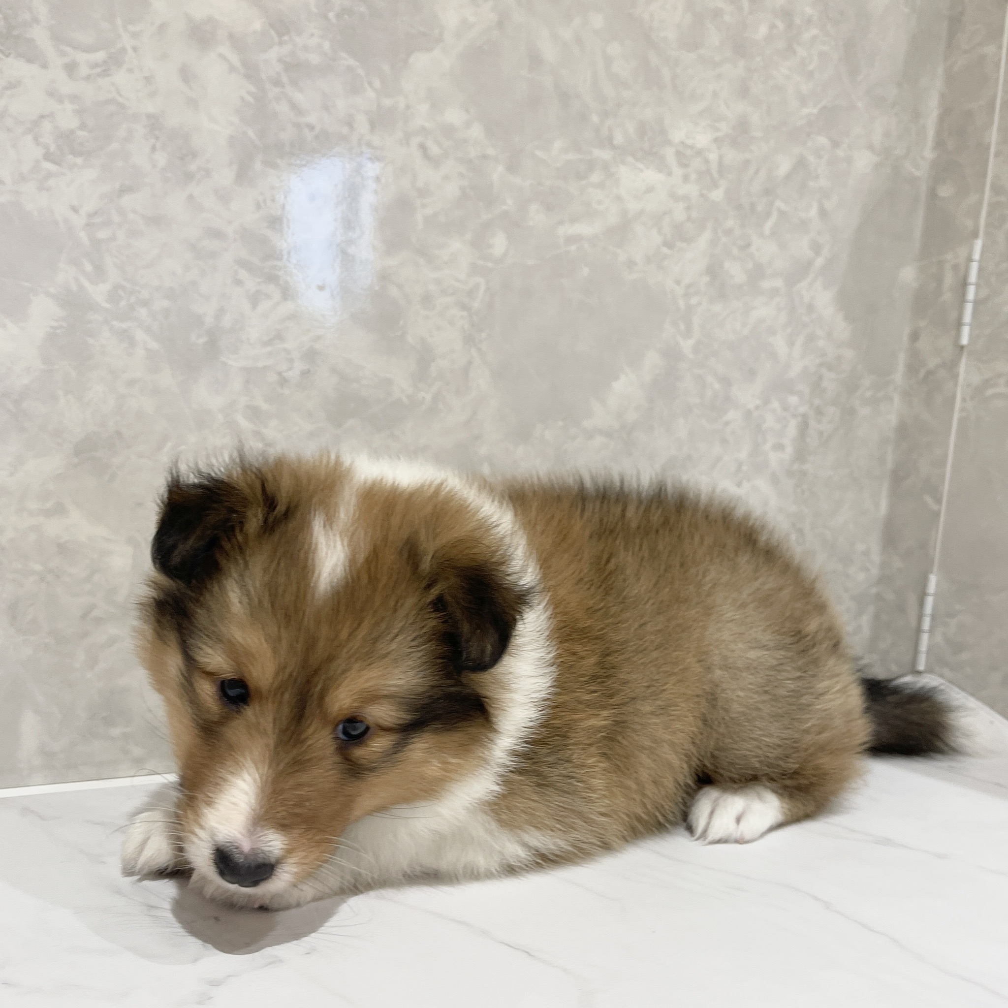 福岡県のシェットランドシープドッグ (犬の家＆猫の里くりえいと宗像店/2026年2月15日生まれ/女の子/セーブルホワイト)の子犬の2枚目の画像