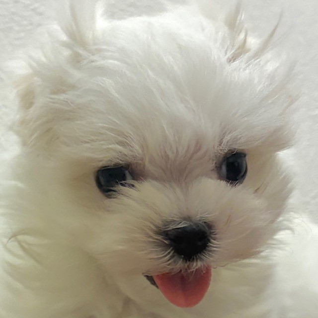 福岡県のマルチーズ (犬の家＆猫の里トリアス久山店/2026年2月16日生まれ/女の子/ホワイト)の子犬の1枚目の画像