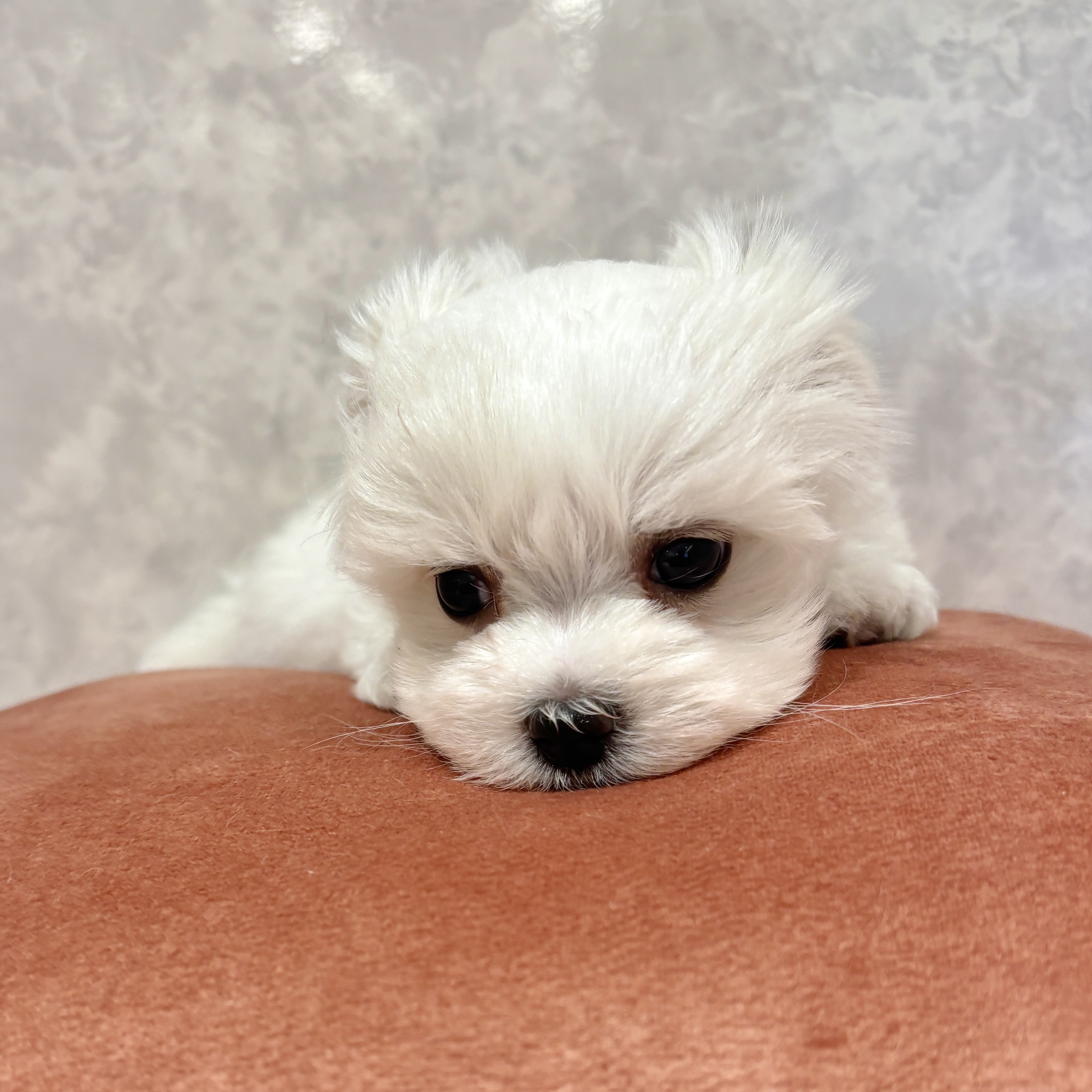 福岡県のマルチーズ (犬の家＆猫の里くりえいと宗像店/2026年2月16日生まれ/男の子/ホワイト)の子犬の2枚目の画像