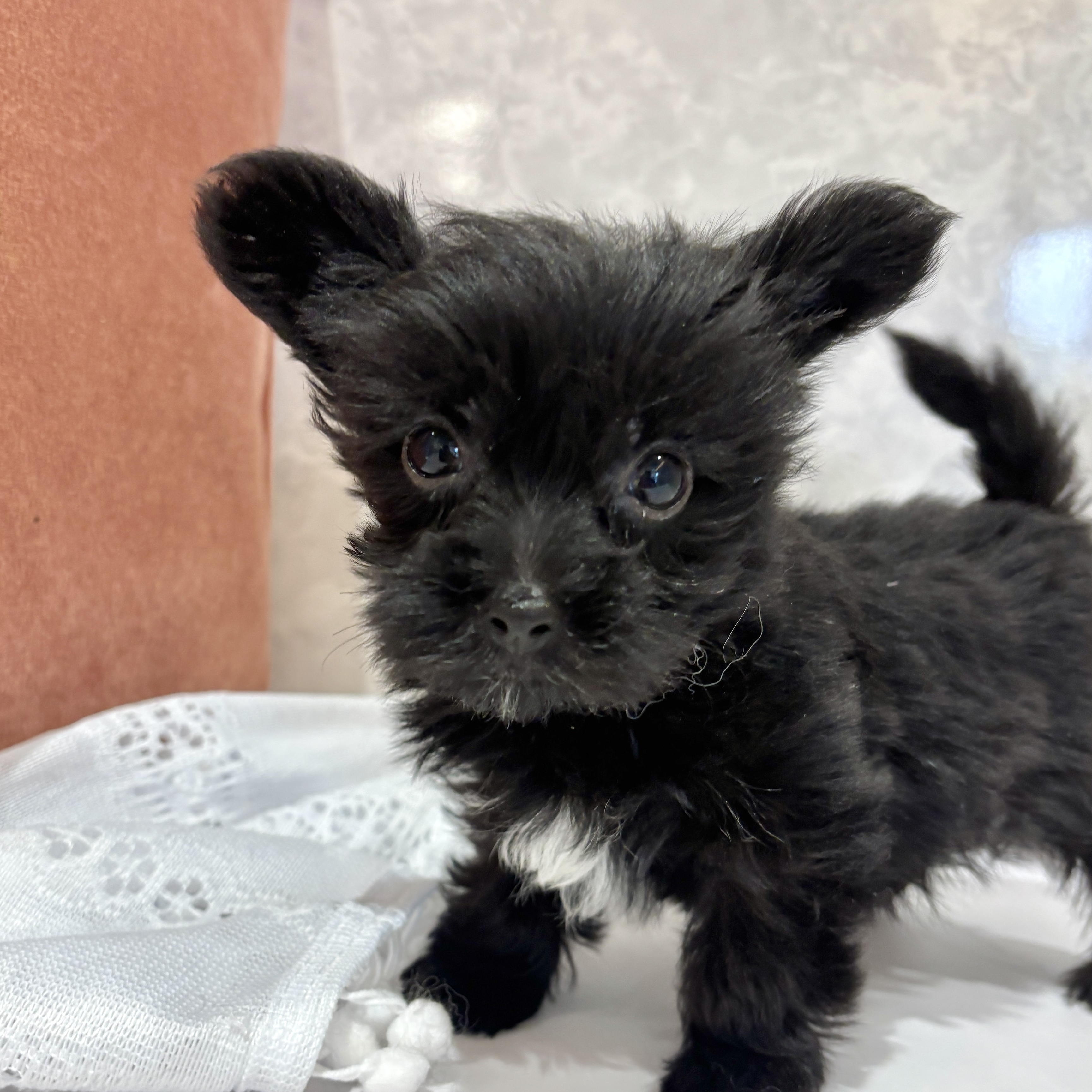 福岡県のマルキー/マルヨーキー(マルチーズ×ヨークシャーテリア) (犬の家＆猫の里くりえいと宗像店/2026年2月15日生まれ/男の子/ブラック)の子犬の2枚目の画像