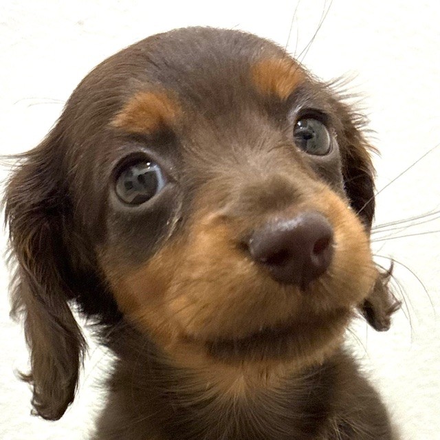 福岡県のカニンヘンダックスフンド(ロング) (犬の家＆猫の里トリアス久山店/2026年2月13日生まれ/女の子/チョコレートタン)の子犬の1枚目の画像