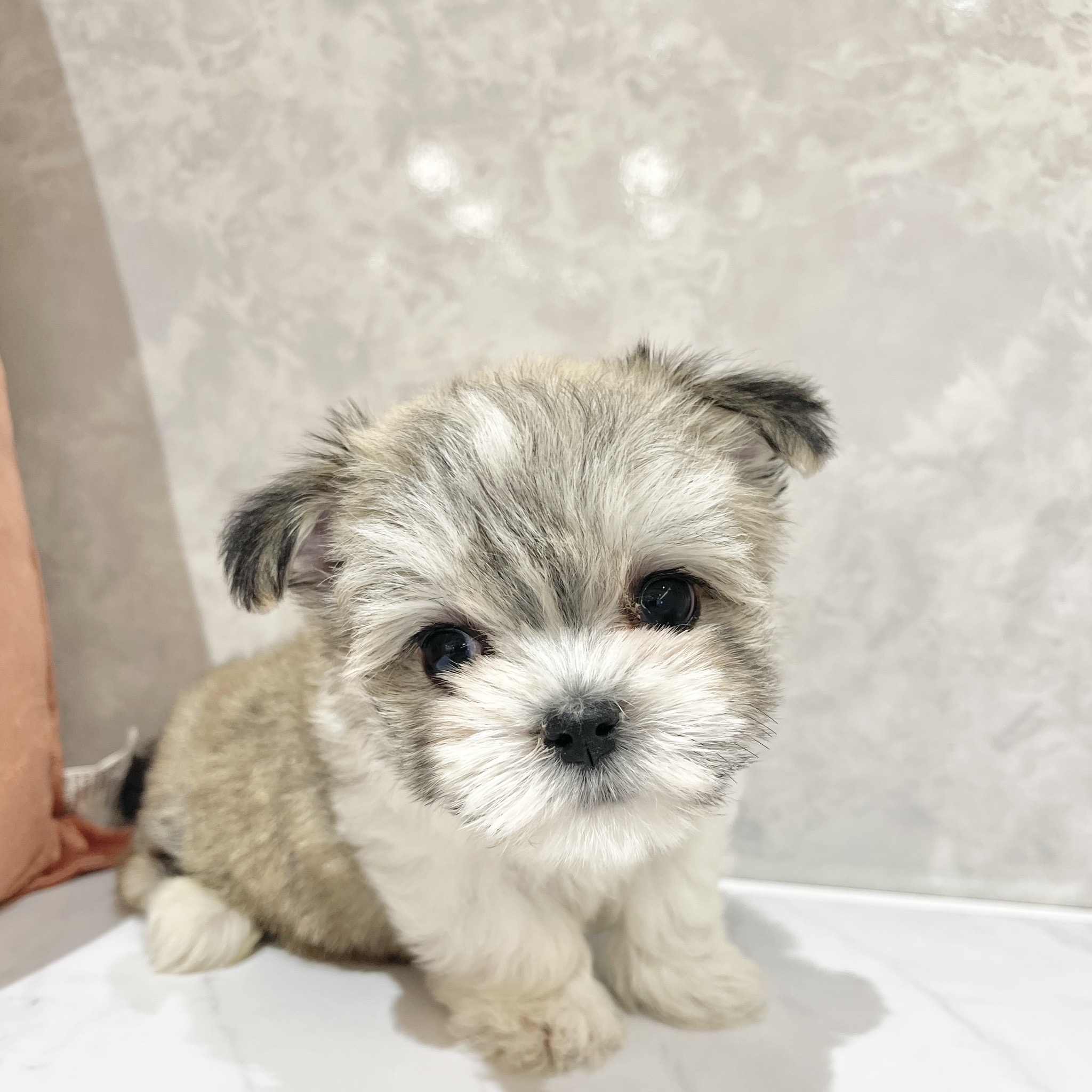 福岡県のチワマル/マルチワ(チワワ×マルチーズ) (犬の家＆猫の里くりえいと宗像店/2026年2月15日生まれ/男の子/フォーンホワイト)の子犬の2枚目の画像