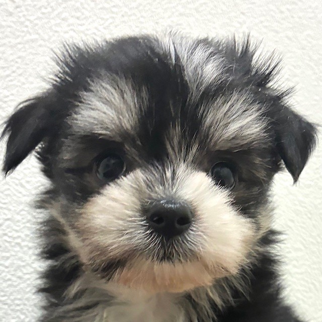 福岡県のチワマル/マルチワ(チワワ×マルチーズ) (犬の家＆猫の里トリアス久山店/2026年2月16日生まれ/女の子/ブラックタンホワイト)の子犬の1枚目の画像