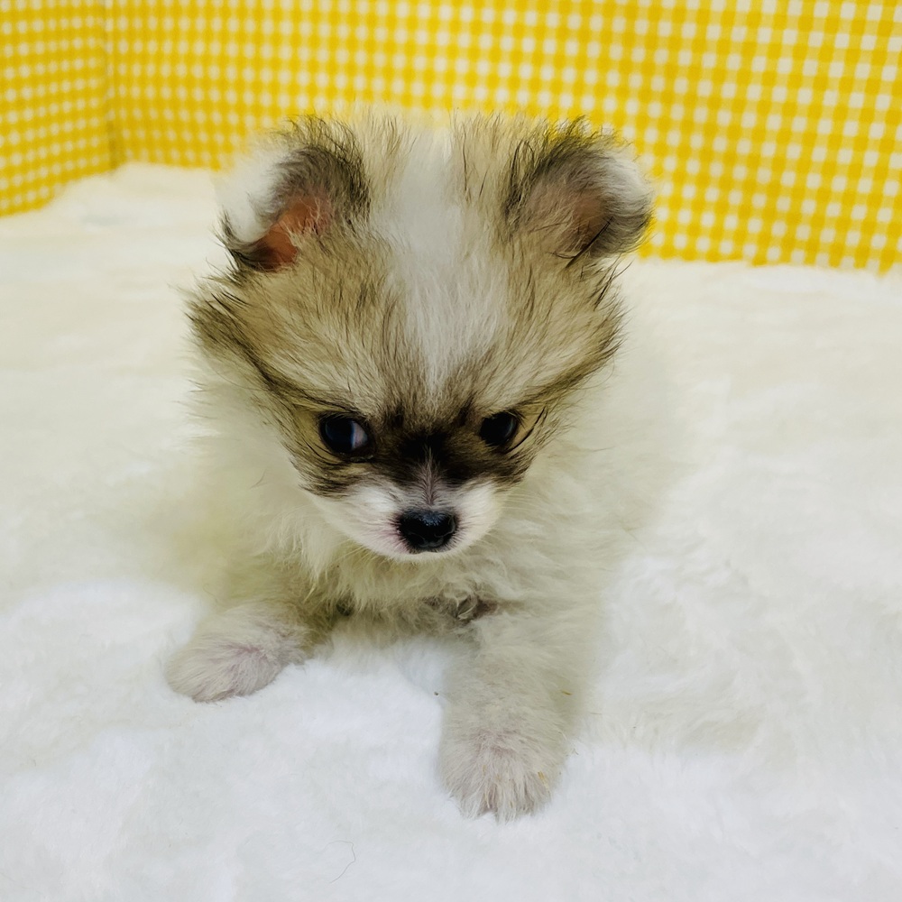 愛知県のポメチワ/チワポメ/ポメチー(ポメラニアン×チワワ) (犬の家＆猫の里一宮店/2026年2月10日生まれ/女の子/パーティーカラー)の子犬の2枚目の画像