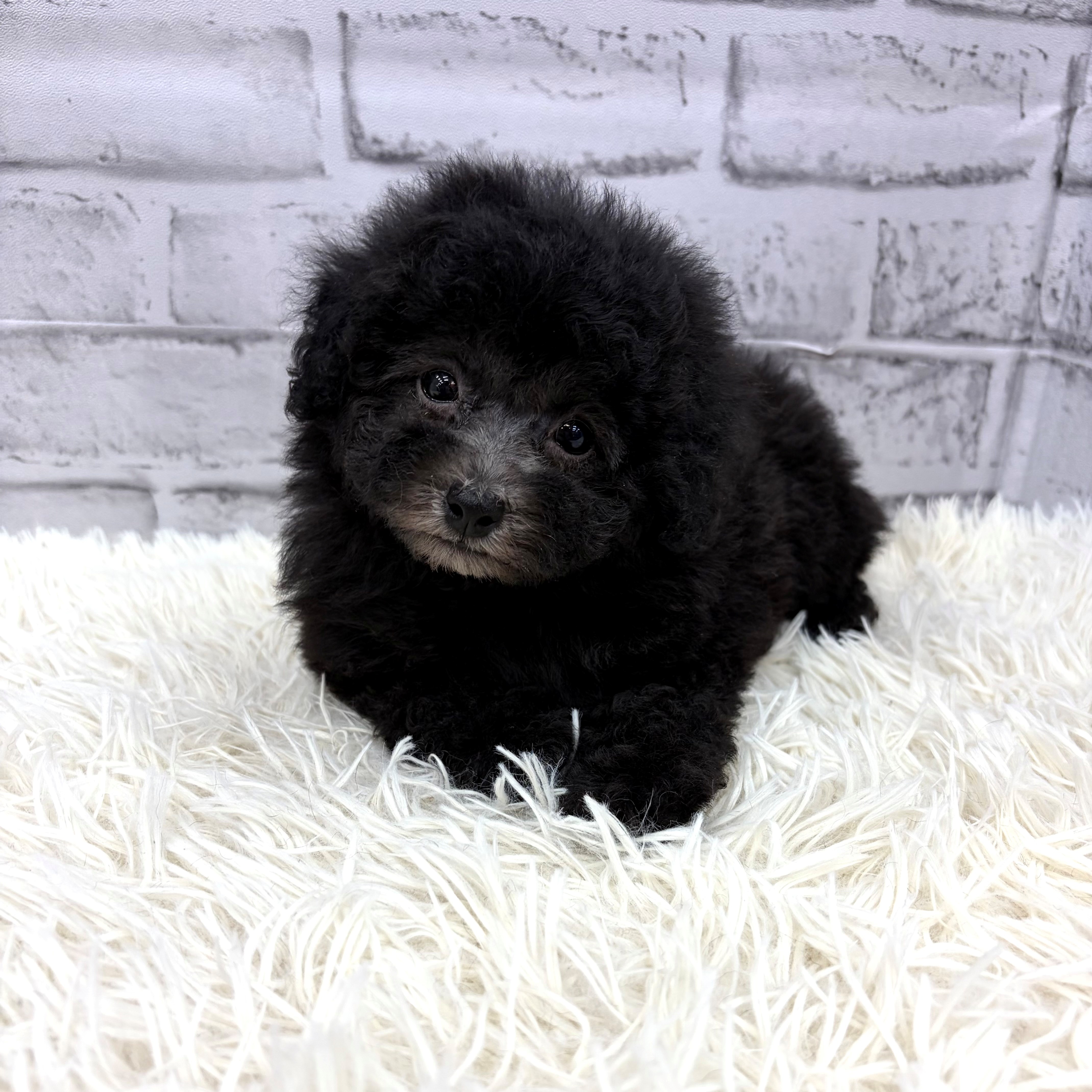 愛知県のトイプードル(トイ) (犬の家＆猫の里MEGAドン・キホーテ東海名和店/2026年2月17日生まれ/女の子/グレー)の子犬の2枚目の画像