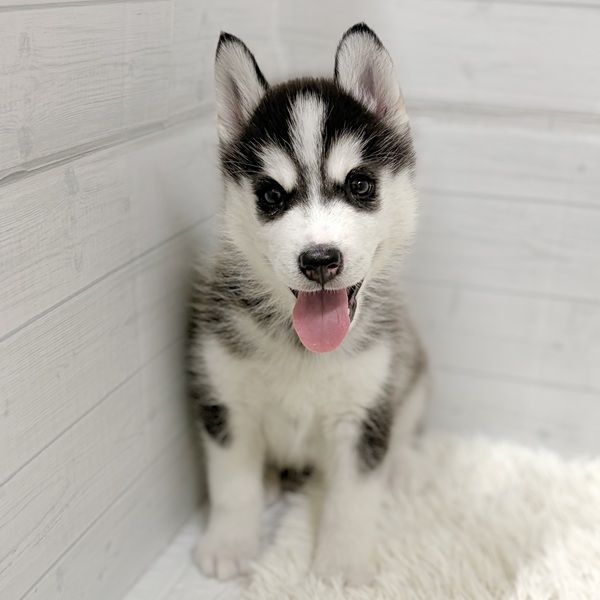 愛知県のシベリアンハスキー (犬の家＆猫の里豊田店/2026年2月17日生まれ/女の子/ブラックホワイト)の子犬の2枚目の画像