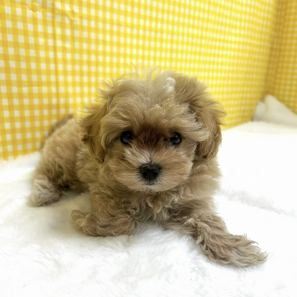 愛知県のマルプー(マルチーズ×プードル) (犬の家＆猫の里一宮店/2026年2月17日生まれ/女の子/アプリコットホワイト)の子犬の2枚目の画像