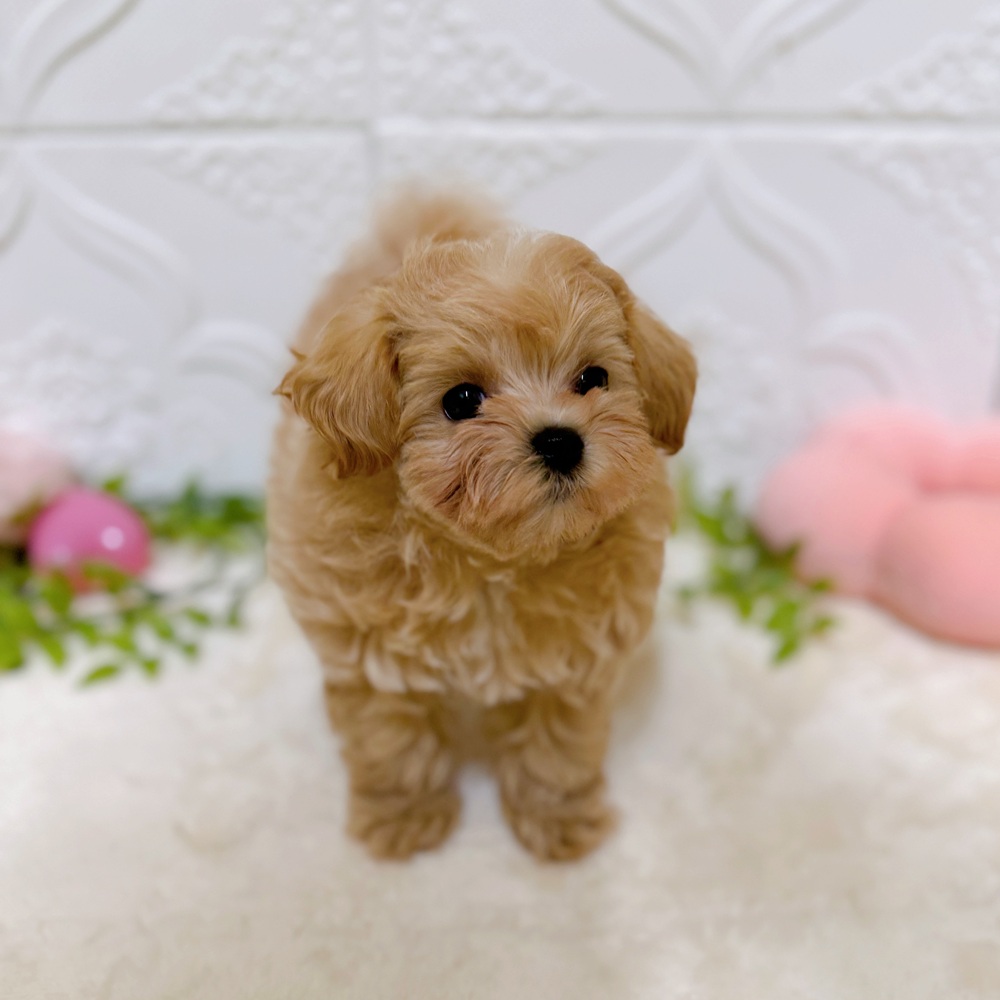 愛知県のマルプー(マルチーズ×プードル) (犬の家＆猫の里岡崎店/2026年2月16日生まれ/男の子/アプリコットホワイト)の子犬の2枚目の画像