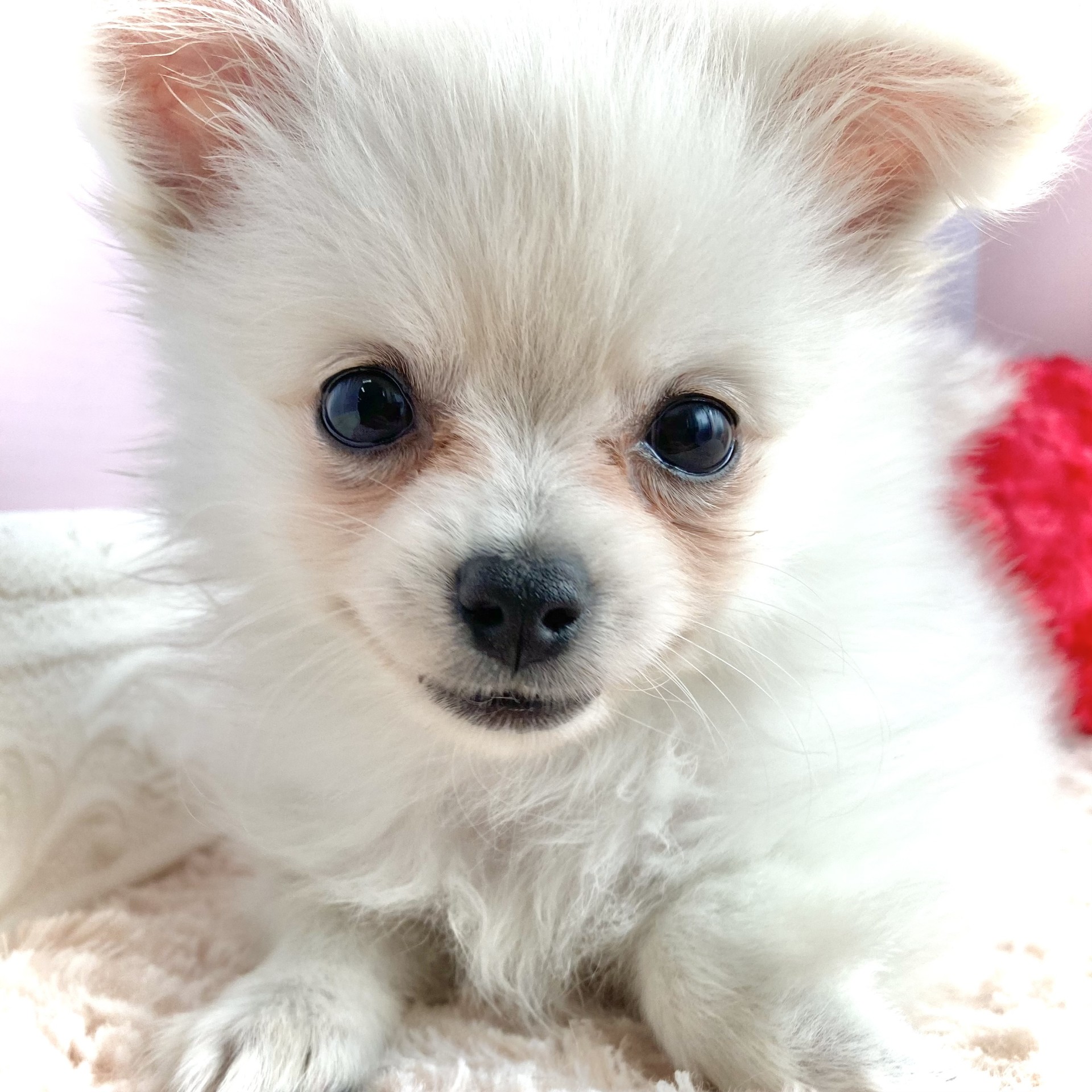 岡山県のポメチワ/チワポメ/ポメチー(ポメラニアン×チワワ) (犬の家＆猫の里倉敷中庄店/2026年2月18日生まれ/男の子/クリームホワイト)の子犬の1枚目の画像
