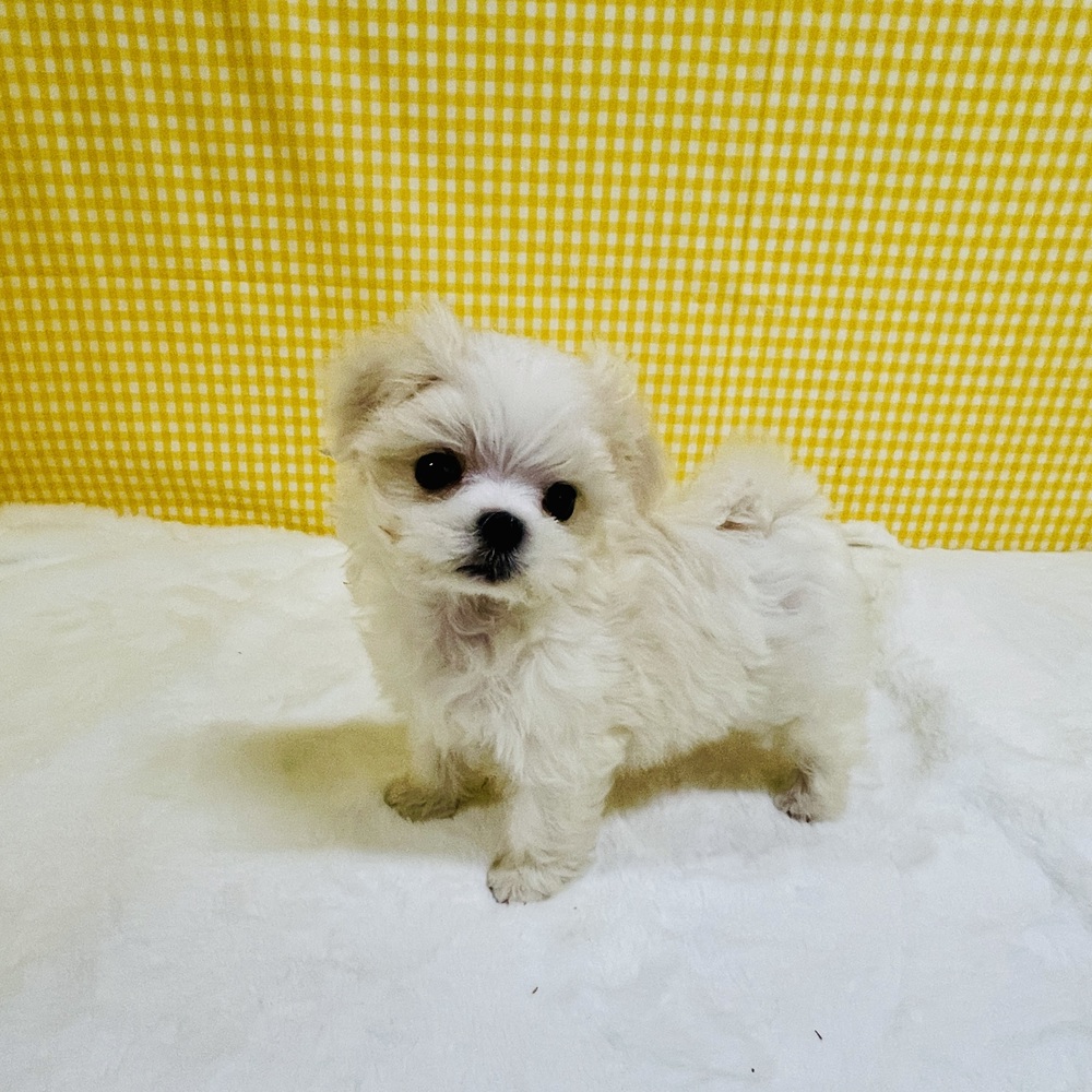 愛知県のマルチーズ (犬の家＆猫の里一宮店/2026年2月16日生まれ/女の子/ホワイト)の子犬の2枚目の画像