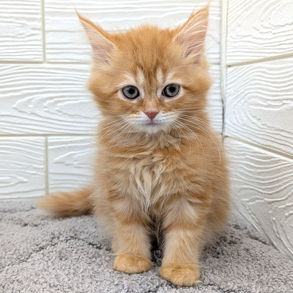 愛知県のサイベリアン (犬の家＆猫の里七宝店/2026年2月15日生まれ/女の子/レッドタビー)の子猫の2枚目の画像