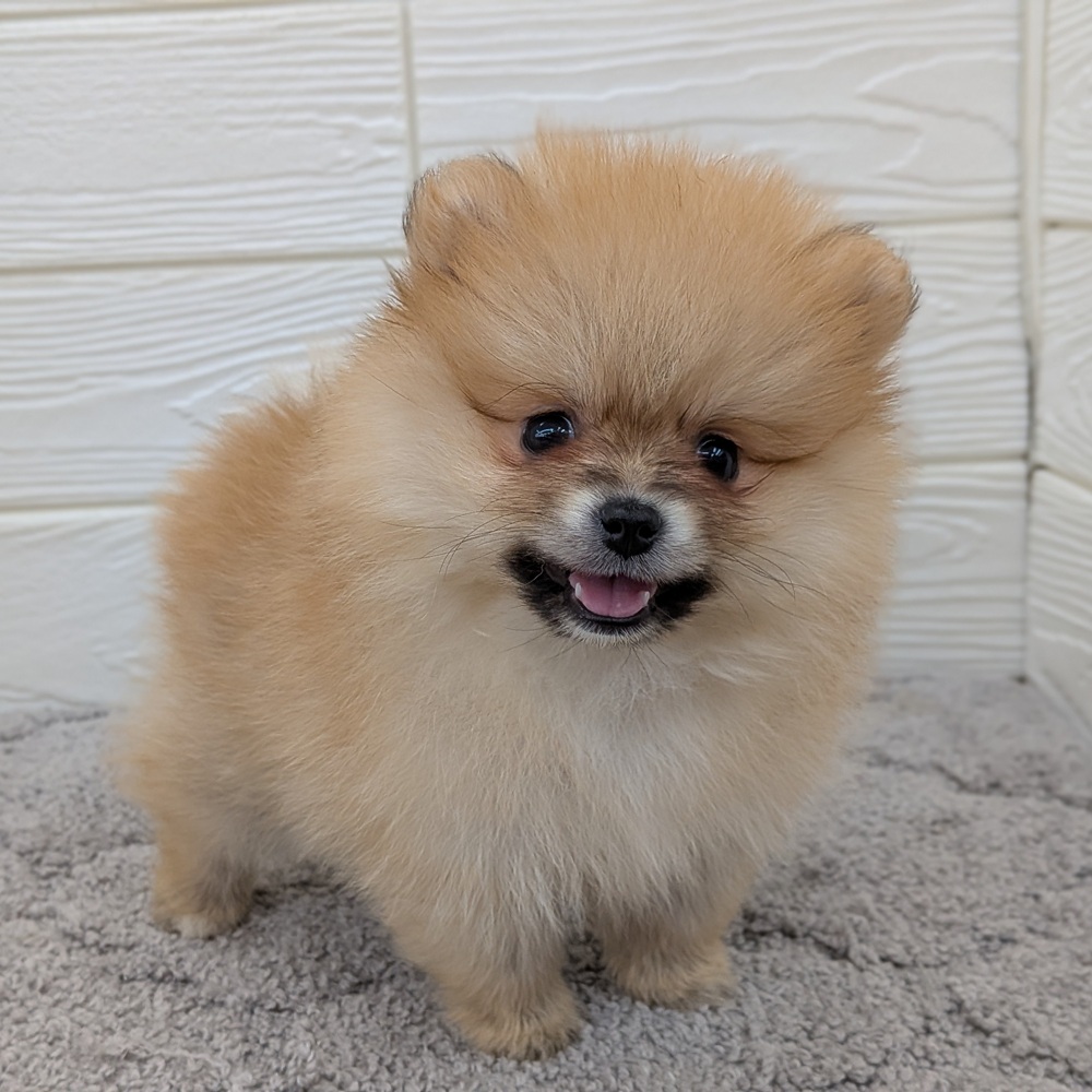 愛知県のポメラニアン (犬の家＆猫の里七宝店/2026年2月11日生まれ/女の子/オレンジ)の子犬の2枚目の画像