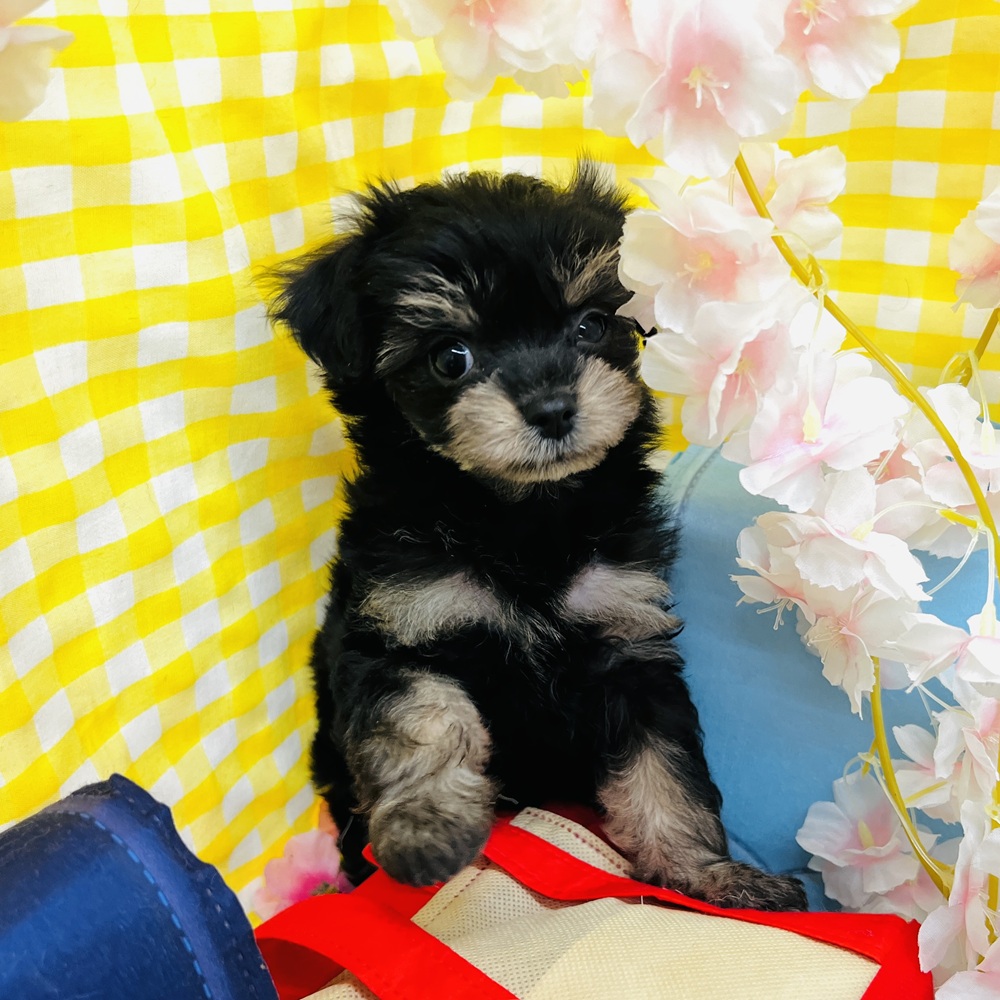 愛知県のチワプー/プーチー(チワワ×プードル) (犬の家＆猫の里名古屋天白店/2026年2月18日生まれ/女の子/ブラックタン)の子犬の2枚目の画像