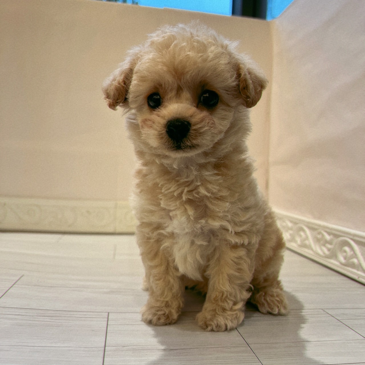 ハーフ犬男の子の写真