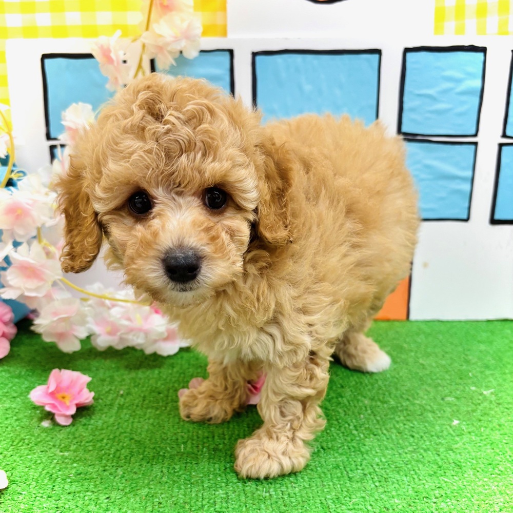 愛知県のトイプードル(トイ) (犬の家＆猫の里名古屋天白店/2026年2月13日生まれ/女の子/オレンジフォーン)の子犬の2枚目の画像