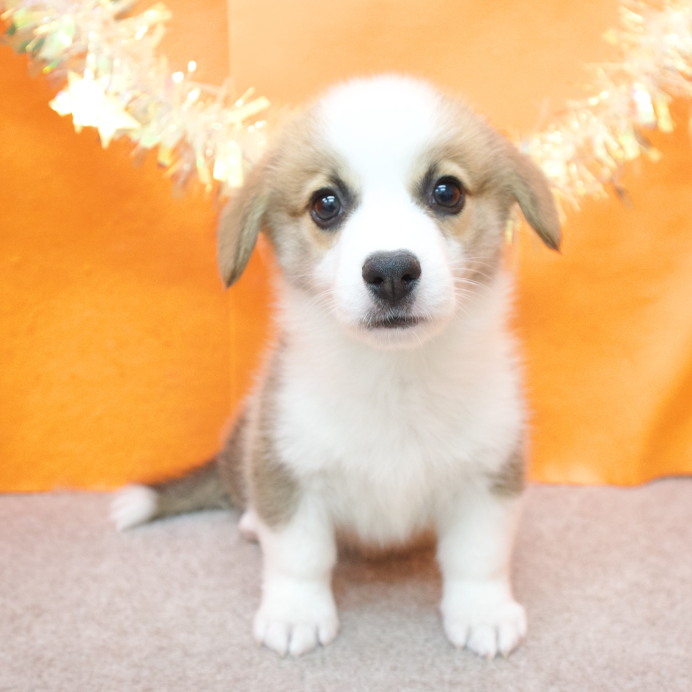 大阪府のウェルシュコーギーペンブローク (犬の家＆猫の里吹田店/2026年2月18日生まれ/男の子/レッドホワイト)の子犬の1枚目の画像