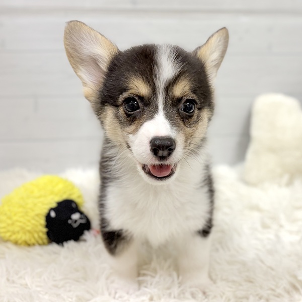 愛知県のウェルシュコーギーペンブローク (犬の家＆猫の里豊田店/2026年2月18日生まれ/女の子/ブラックタンホワイト)の子犬の2枚目の画像