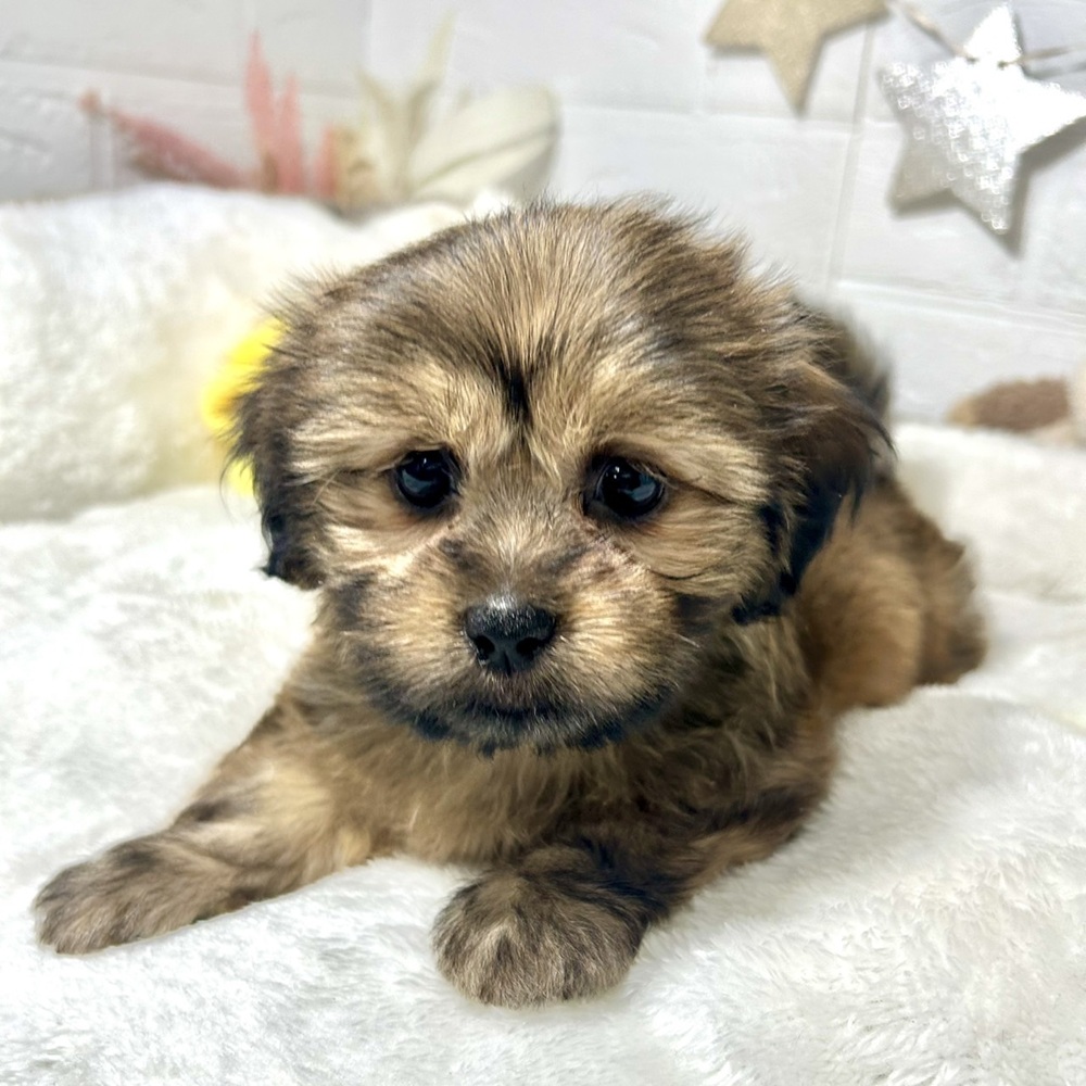 兵庫県のハーフ犬・ミックス犬 (犬の家＆猫の里ニッケパークタウン加古川店/2026年2月18日生まれ/女の子/フォーン)の子犬の1枚目の画像
