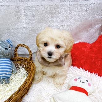 滋賀県のマルプー(マルチーズ×プードル) (犬の家＆猫の里長浜店/2026年2月16日生まれ/男の子/クリーム)の子犬の2枚目の画像