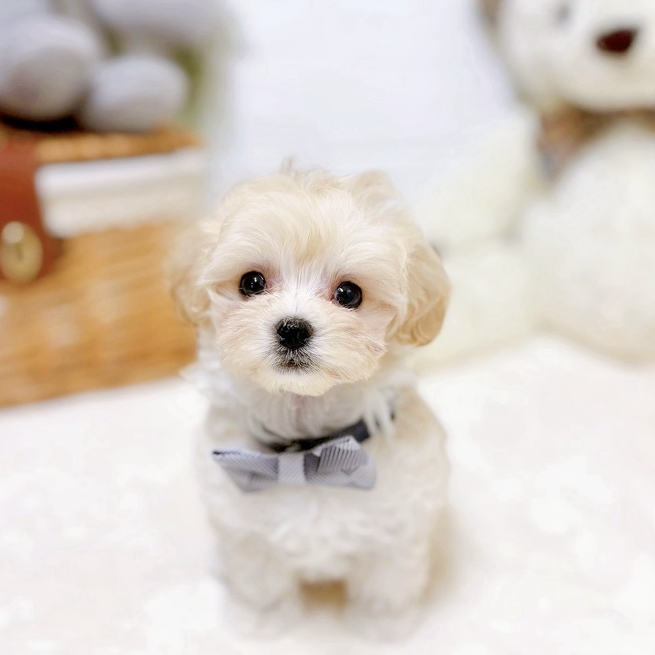 滋賀県のマルプー(マルチーズ×プードル) (犬の家＆猫の里近江八幡店/2026年2月16日生まれ/男の子/クリーム)の子犬の1枚目の画像